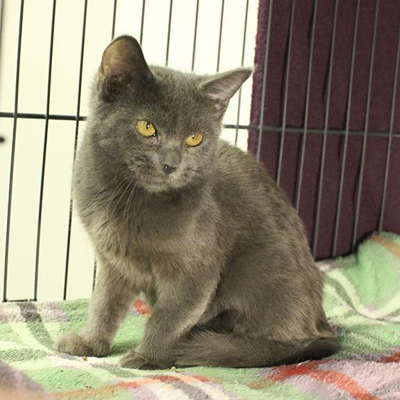 Enlarge Prissy, a Adoptable Domestic Medium Hair in Overland Park, KS image 3/3