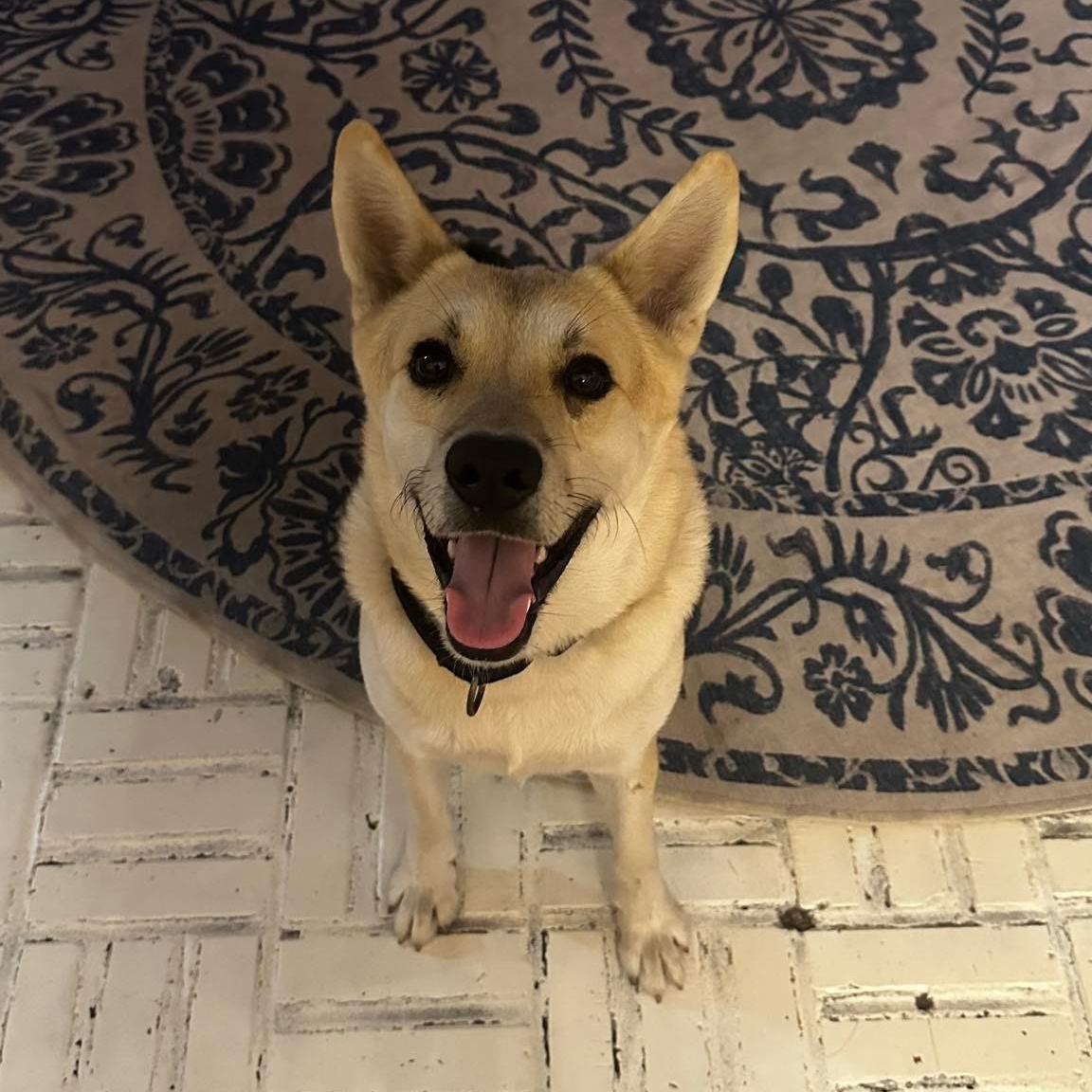 Duke — thumbnail 4