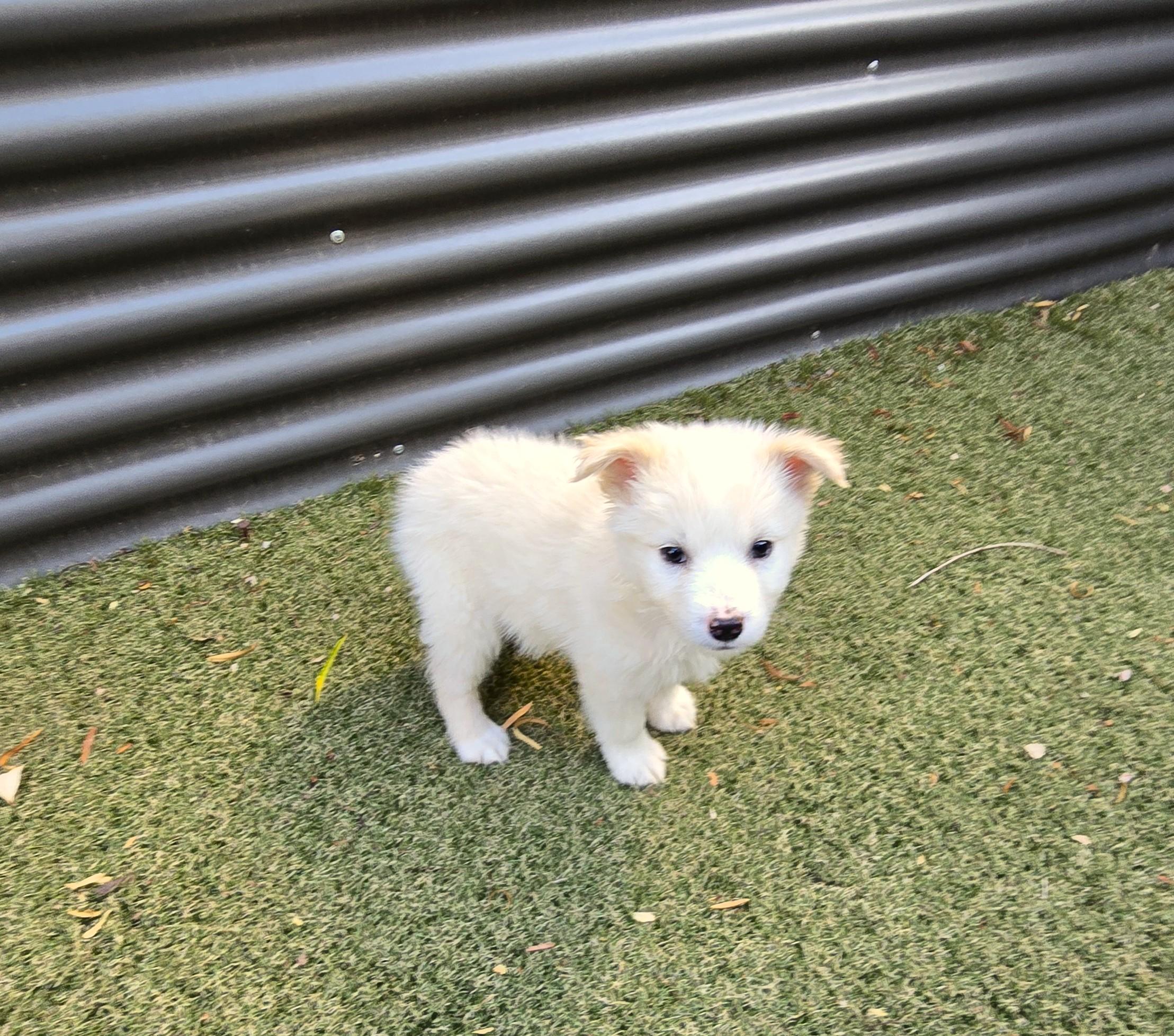 Enlarge Butterscotch, an adopted mixed breed in Apache Junction, AZ image 2/5