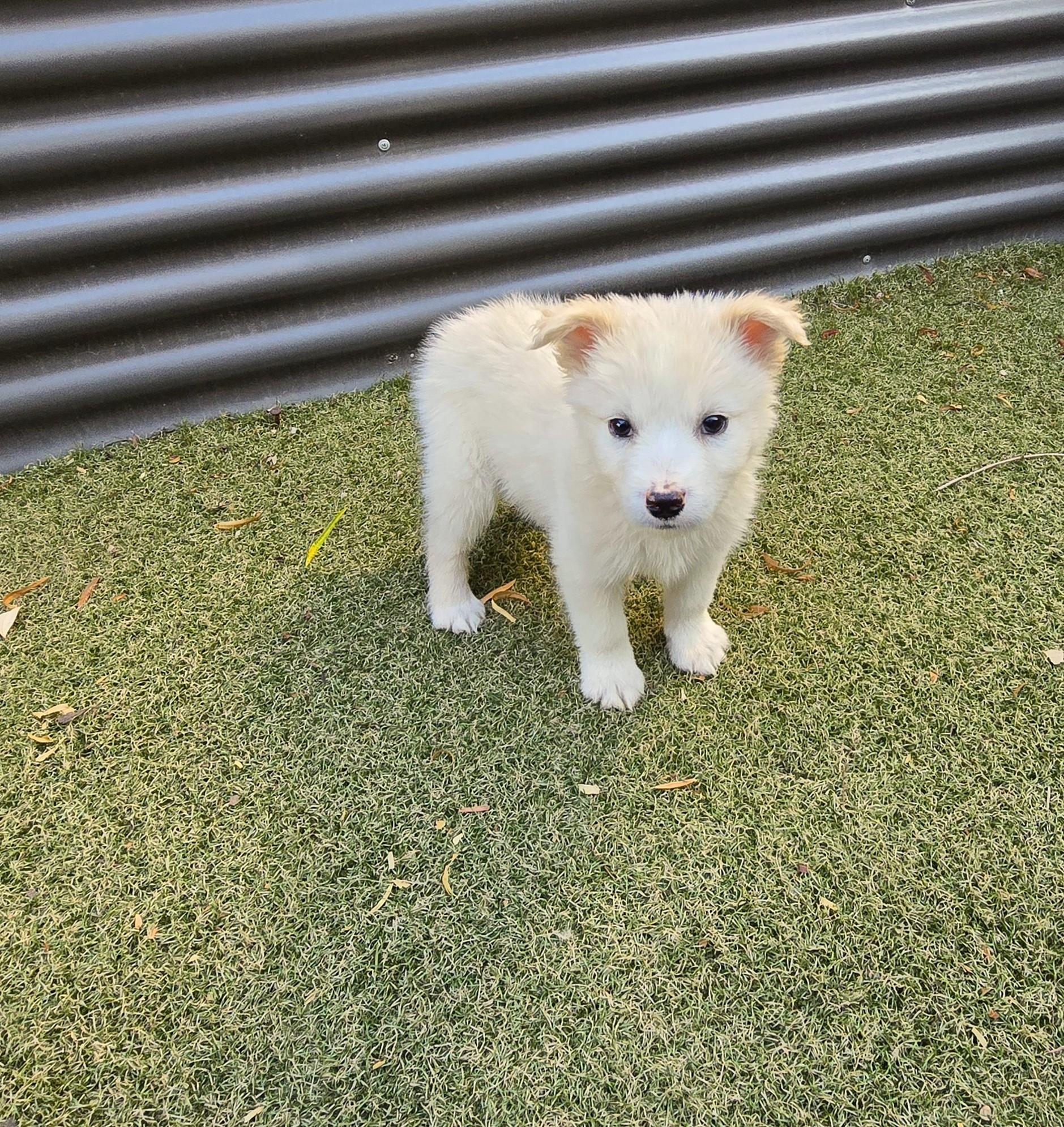 Enlarge Butterscotch, an adopted mixed breed in Apache Junction, AZ image 3/5