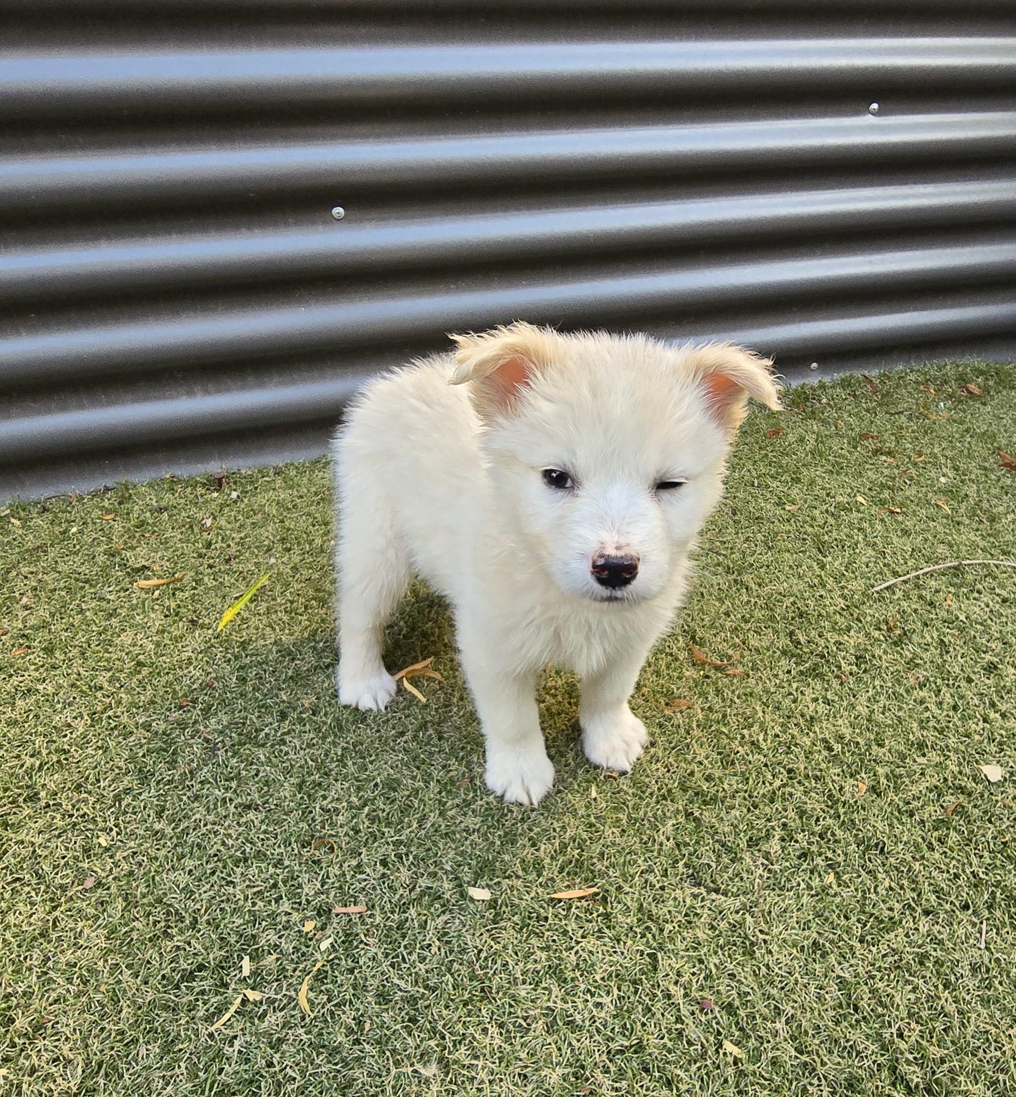 Enlarge Butterscotch, an adopted mixed breed in Apache Junction, AZ image 5/5