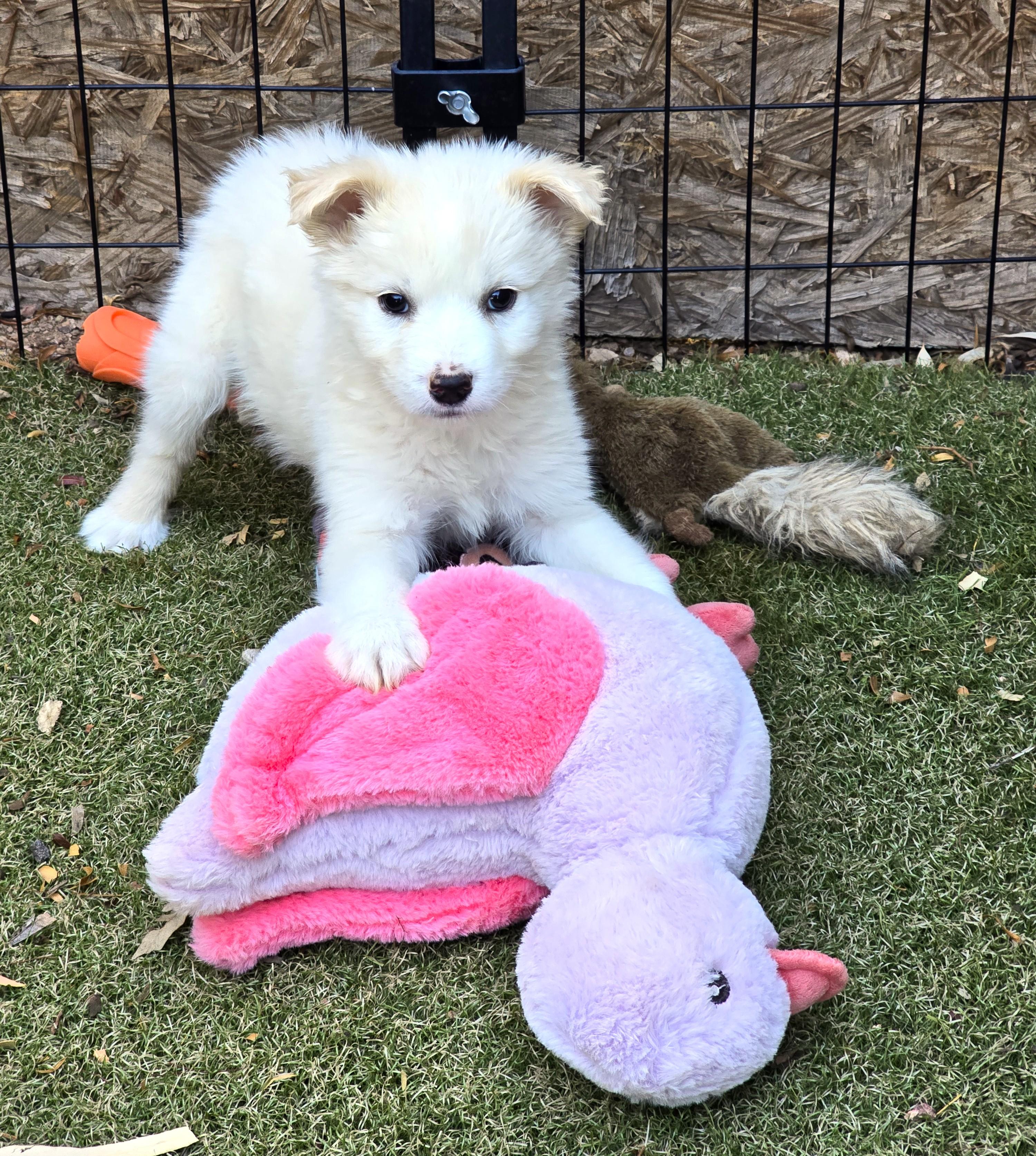 Enlarge Butterscotch, an adopted mixed breed in Apache Junction, AZ image 4/5