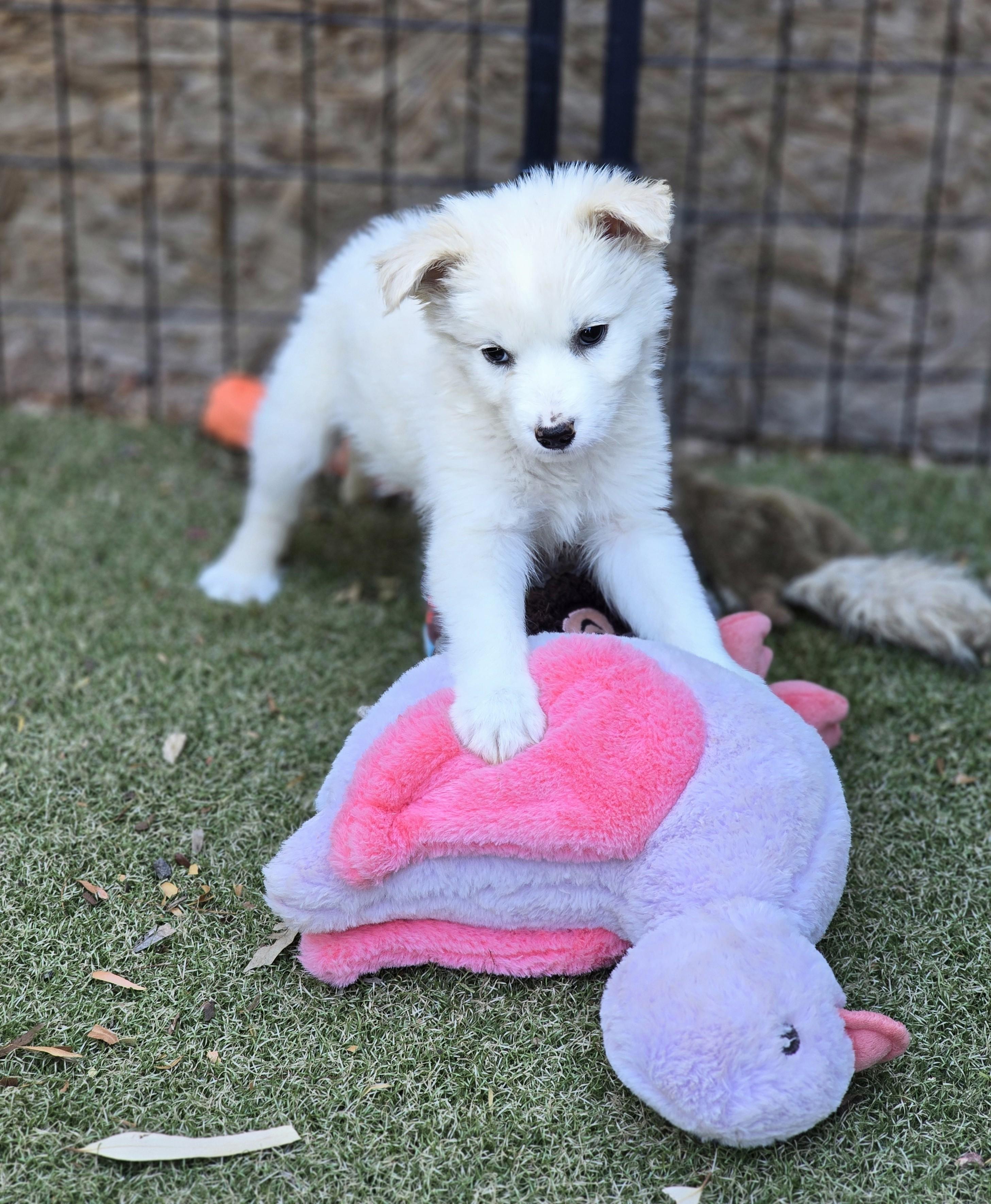 Butterscotch, adopted, Puppy Male Golden Retriever & Australian Shepherd.