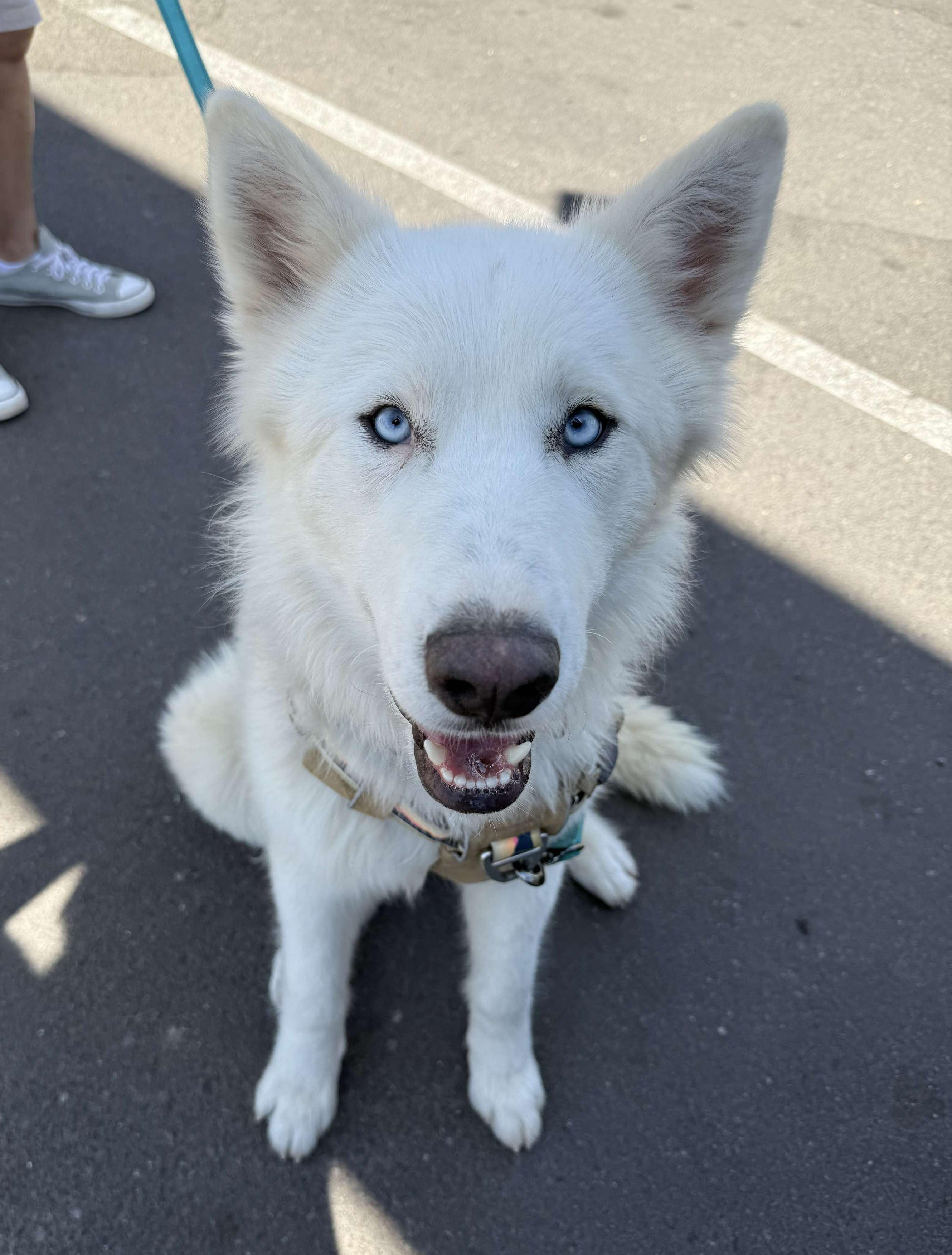Storm, Adoptable, Young Male Siberian Husky & German Shepherd Dog.