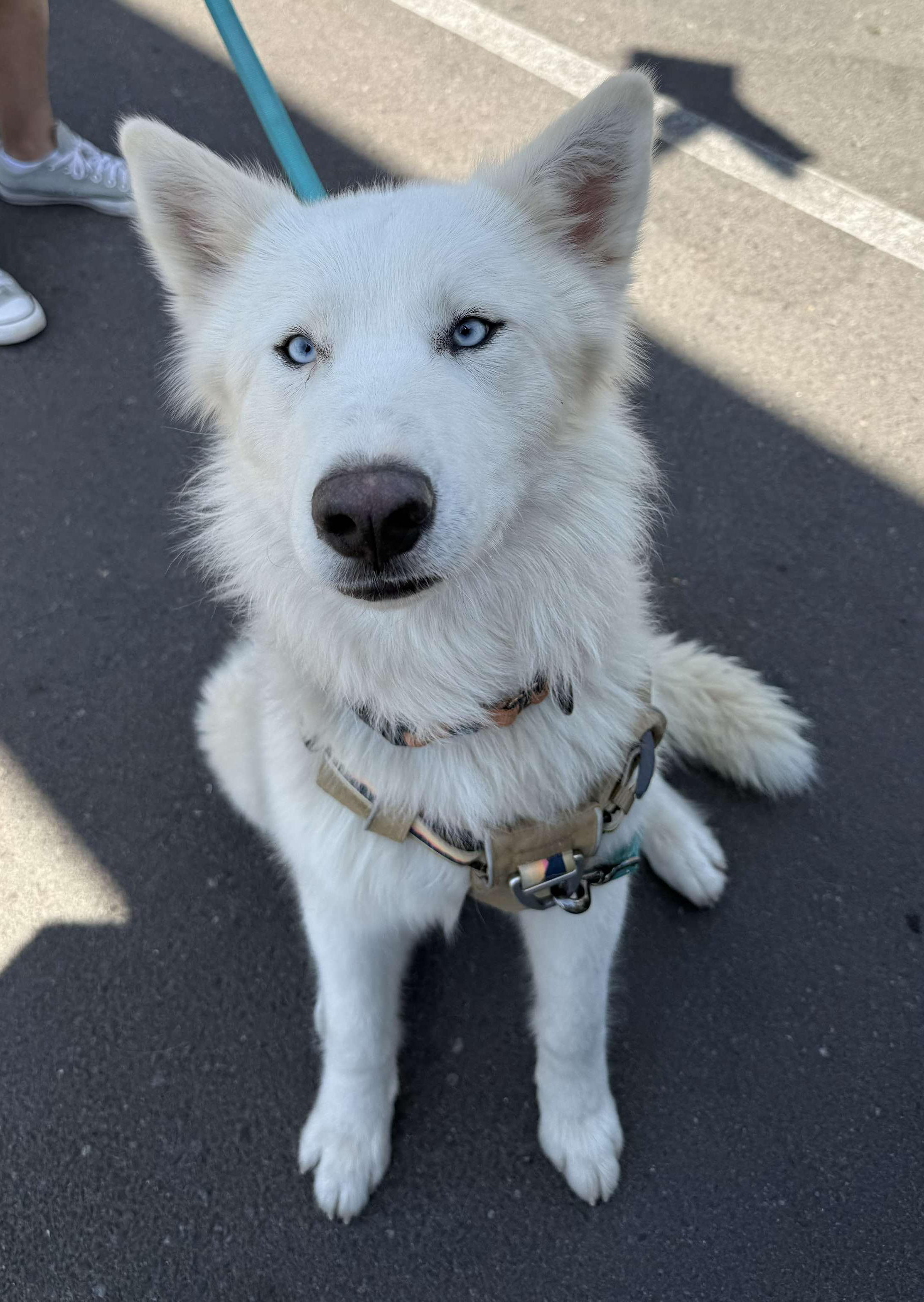 Storm, a Adoptable mixed breed in Scottsdale, AZ image 2/6