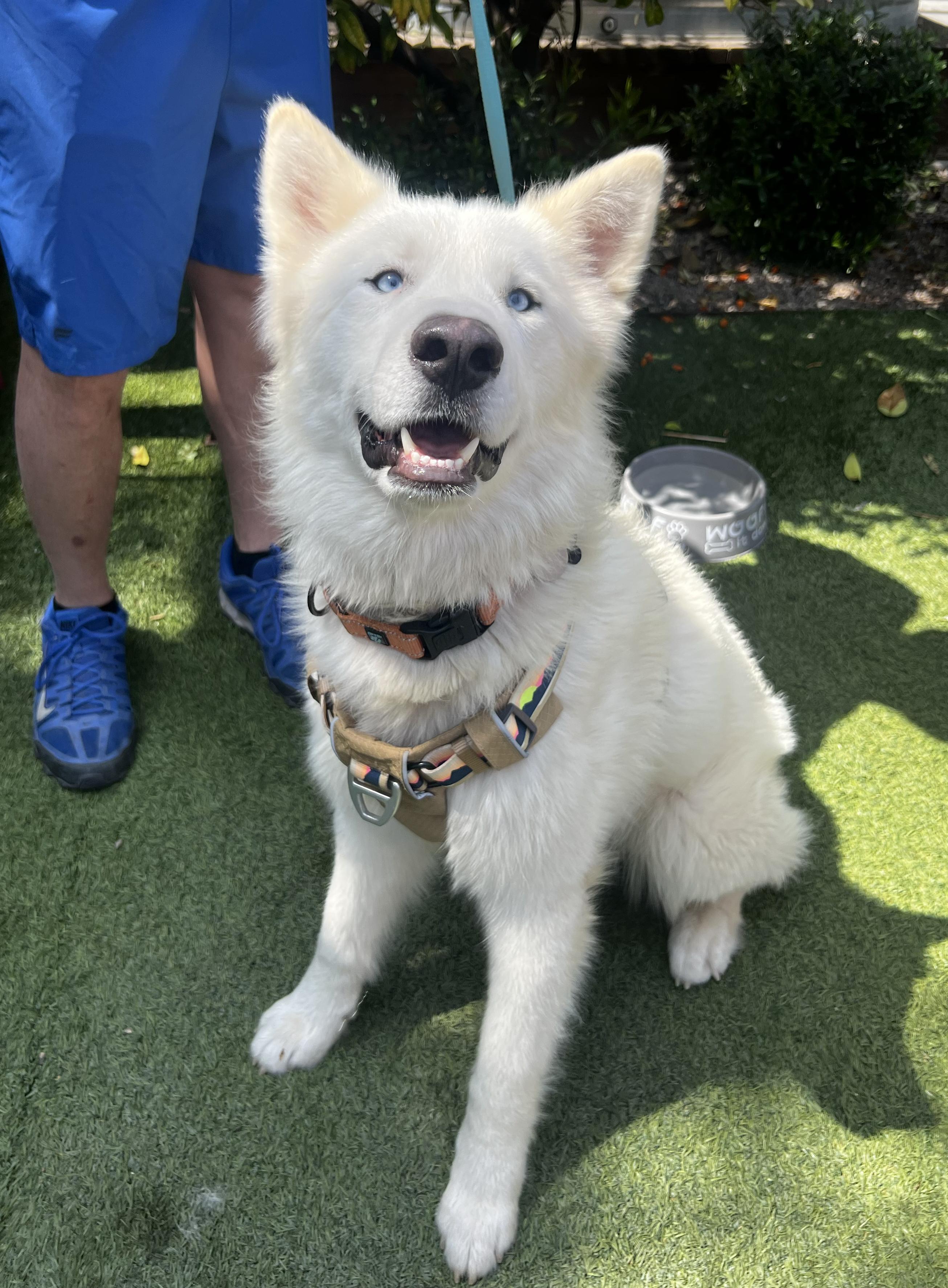 Storm, a Adoptable mixed breed in Scottsdale, AZ image 4/6