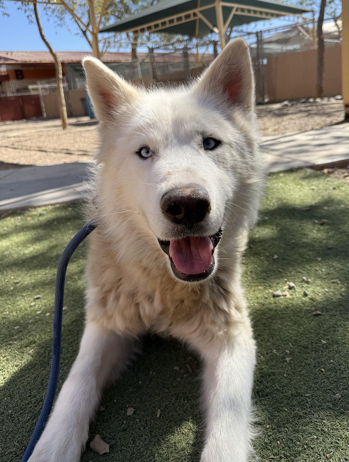 Storm, a Adoptable mixed breed in Scottsdale, AZ image 6/6
