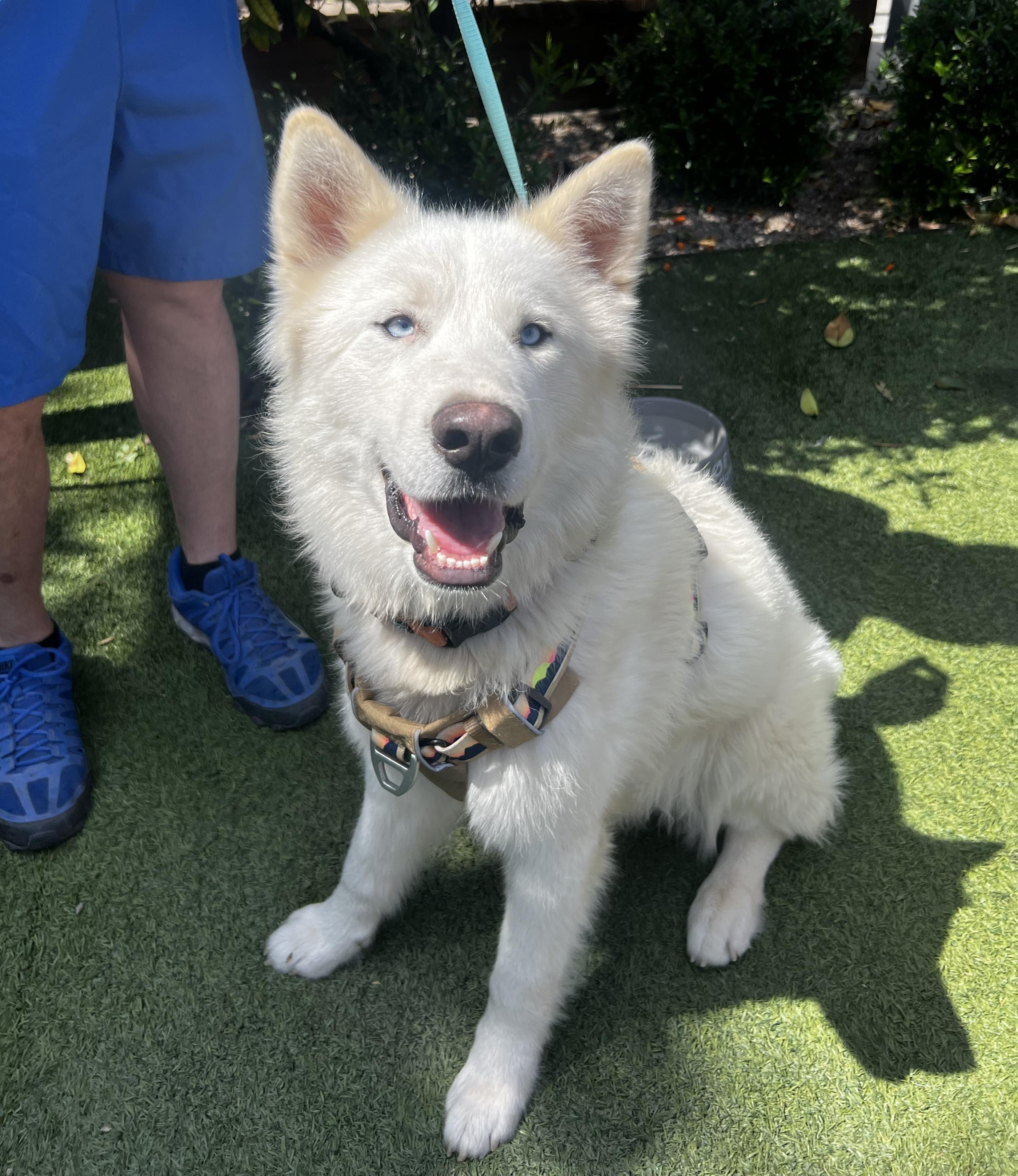 Storm, a Adoptable mixed breed in Scottsdale, AZ image 3/6