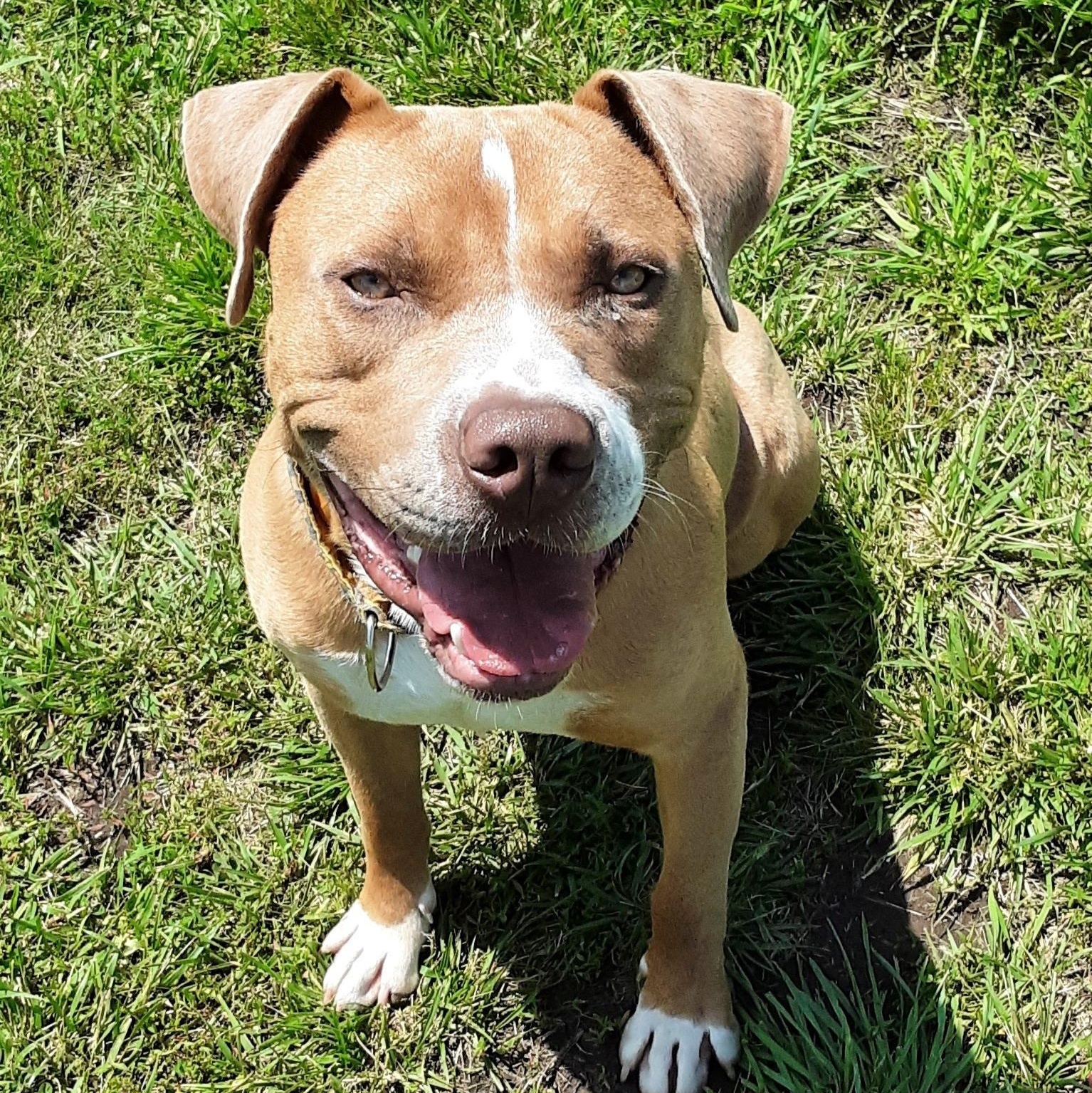 Dijon, Adoptable, Adult Male Pit Bull Terrier.