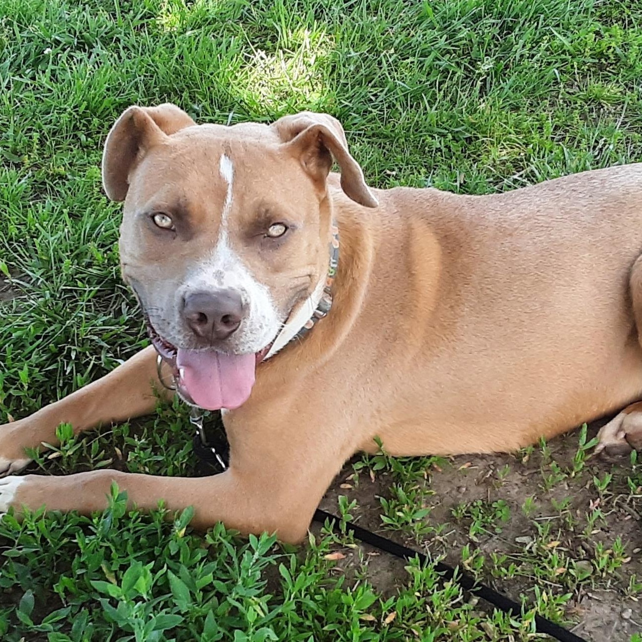 Enlarge Dijon, a Adoptable mixed breed in Kansas City, MO image 5/6