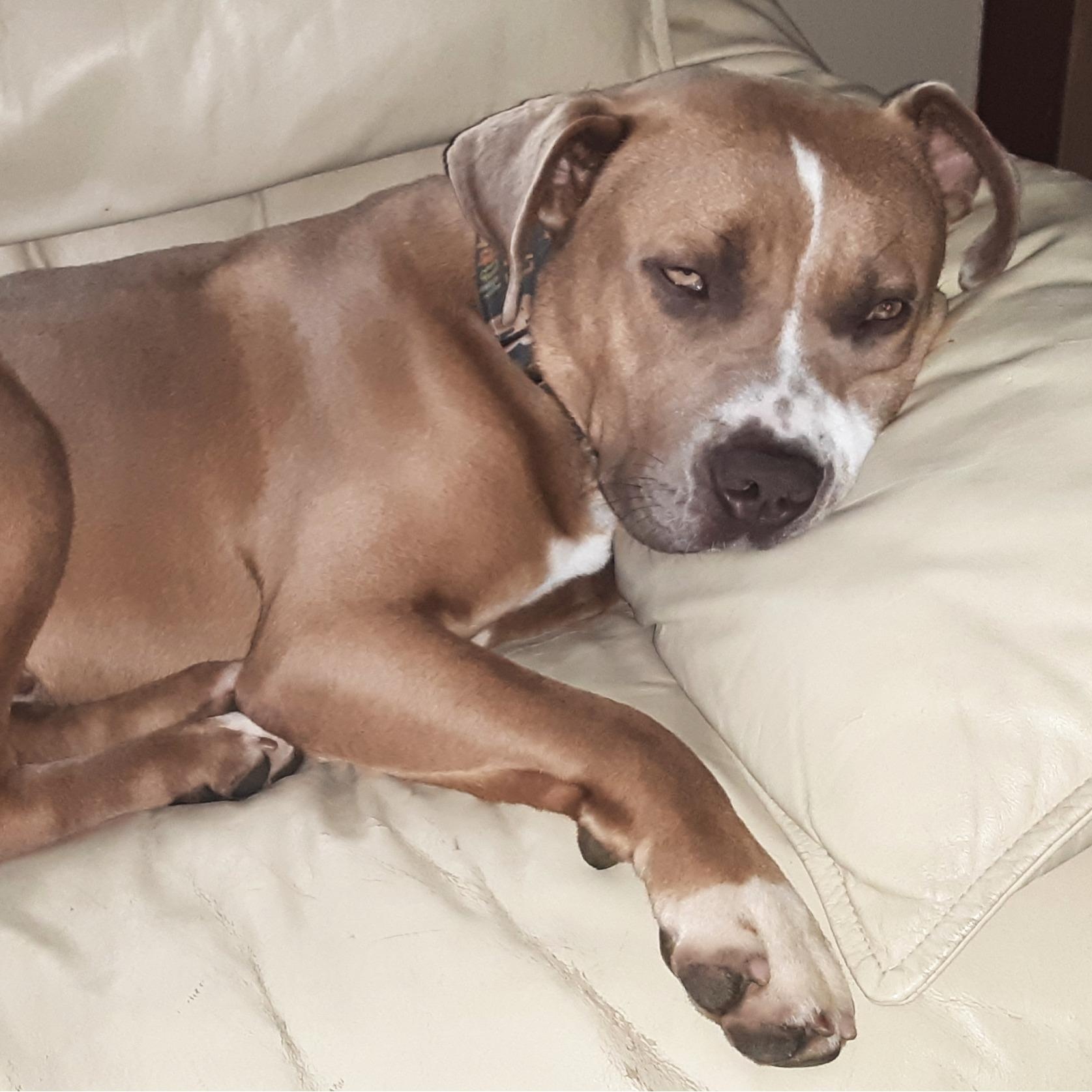 Enlarge Dijon, a Adoptable mixed breed in Kansas City, MO image 2/6