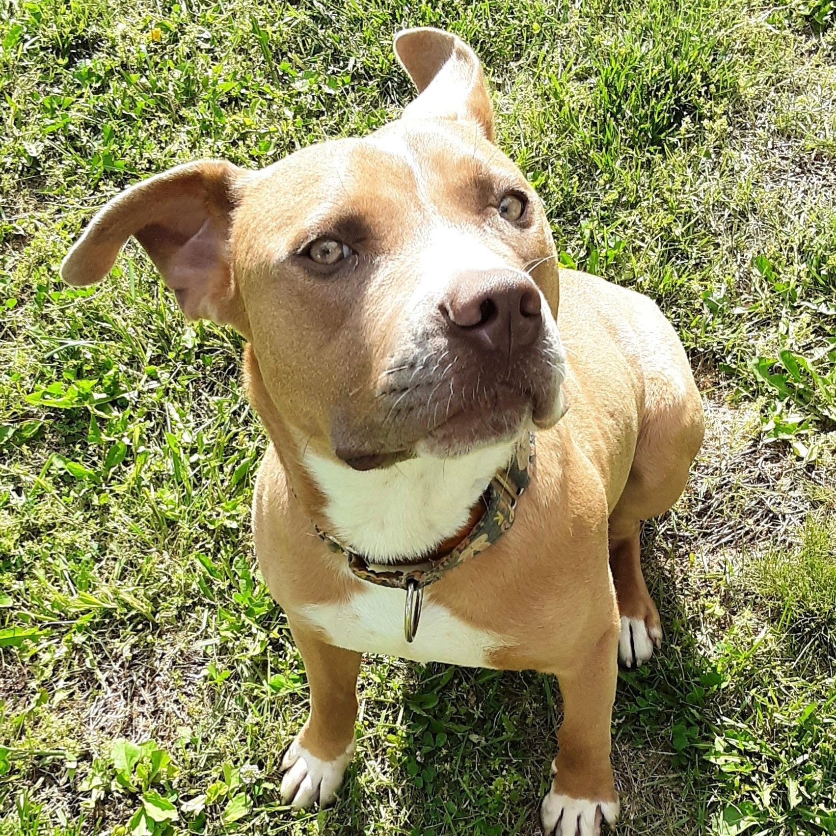 Enlarge Dijon, a Adoptable mixed breed in Kansas City, MO image 3/6