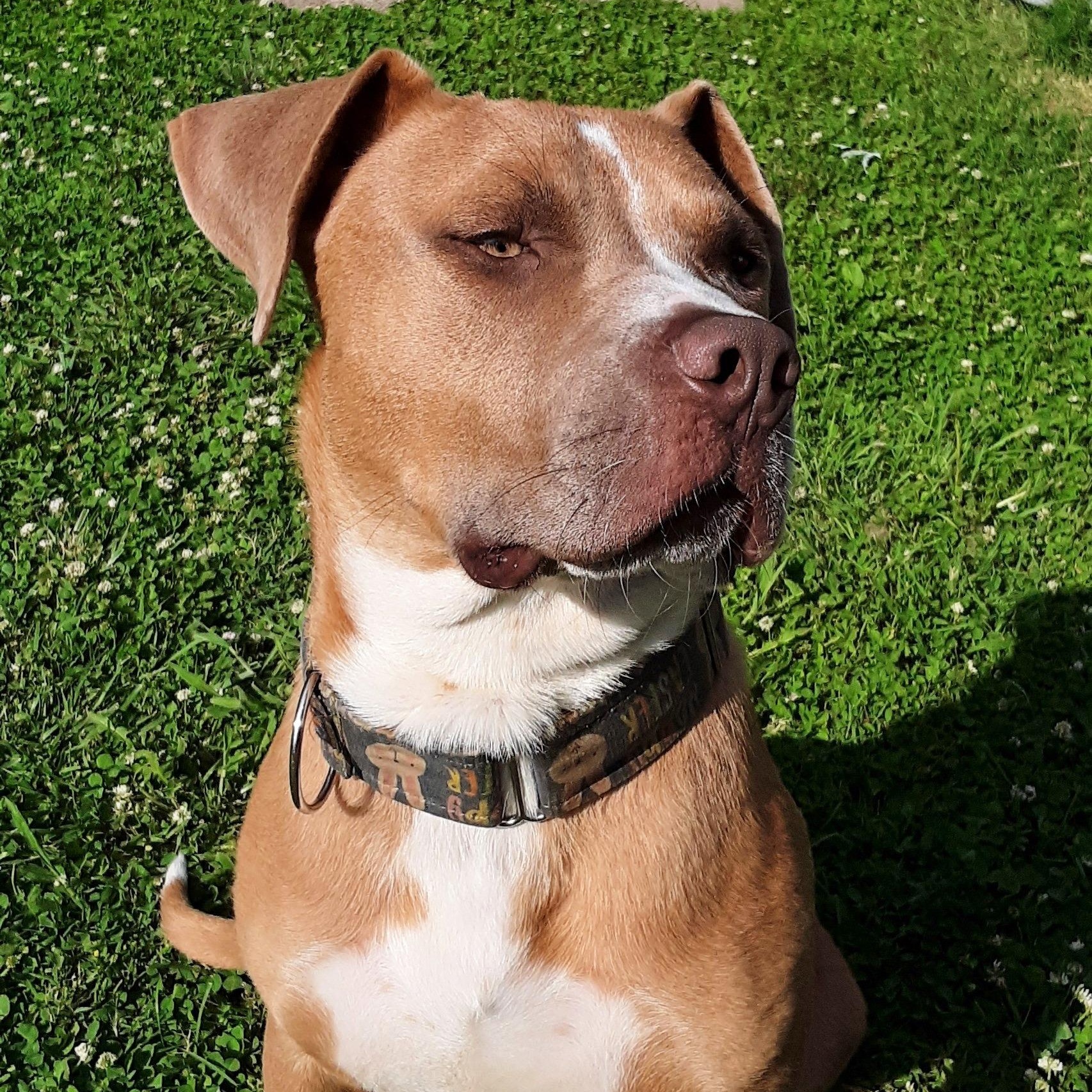 Enlarge Dijon, a Adoptable mixed breed in Kansas City, MO image 6/6