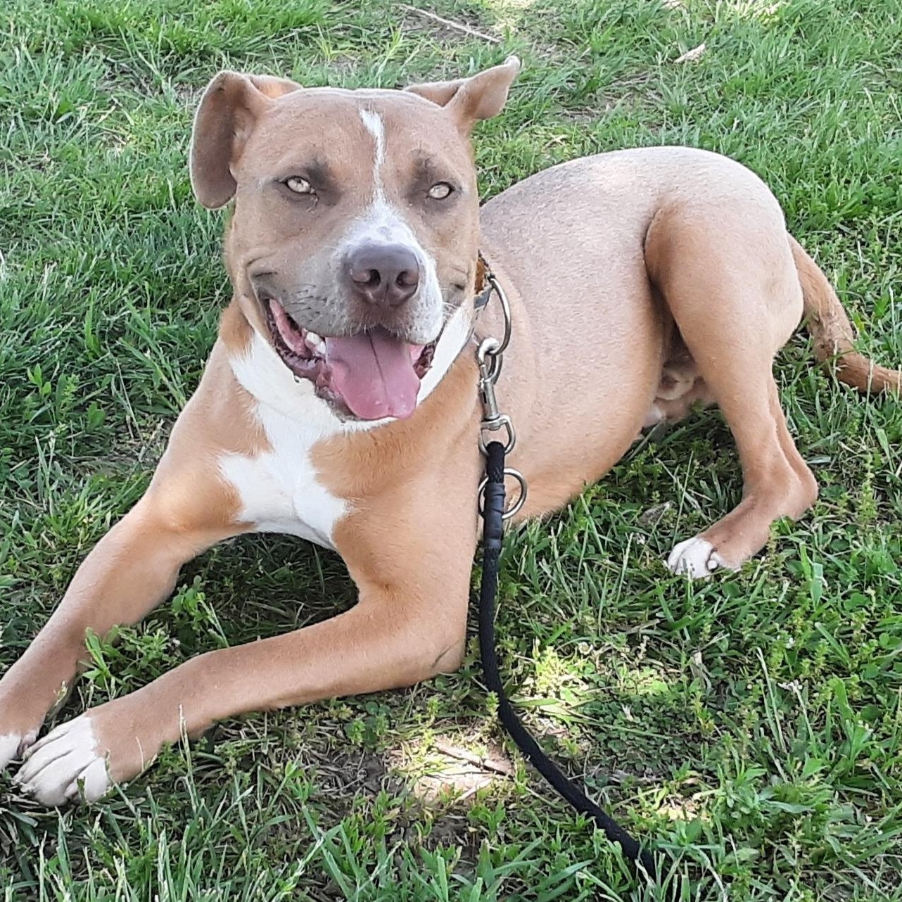 Enlarge Dijon, a Adoptable mixed breed in Kansas City, MO image 4/6