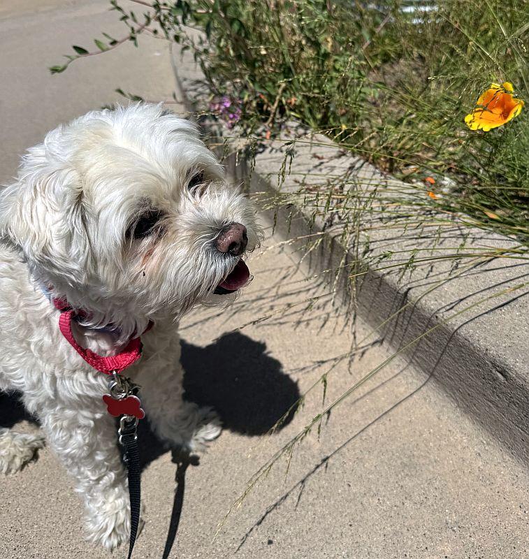Rocky, an adopted mixed breed in Berkeley, CA image 1/4