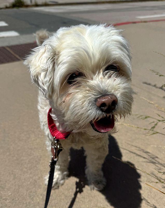 Rocky, an adopted mixed breed in Berkeley, CA image 3/4