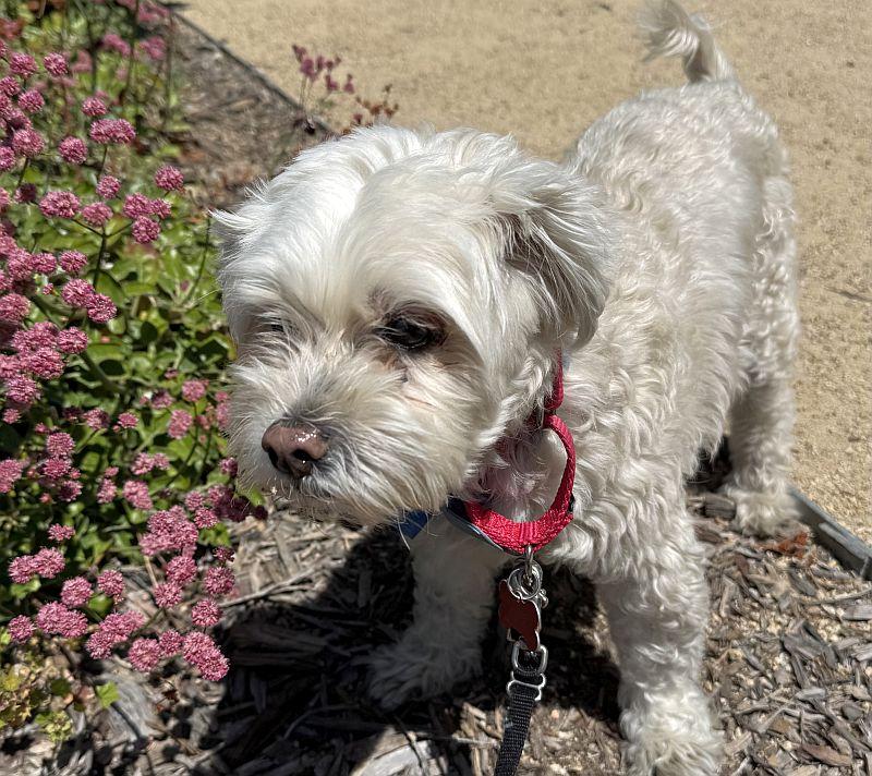 Rocky, an adopted mixed breed in Berkeley, CA image 2/4
