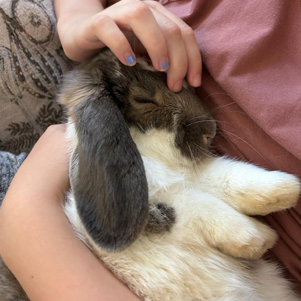 Bunster, Adoptable, Young Male Holland Lop.