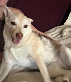 Enlarge Willow, a Adopted mixed breed in Colville , WA image 2/6