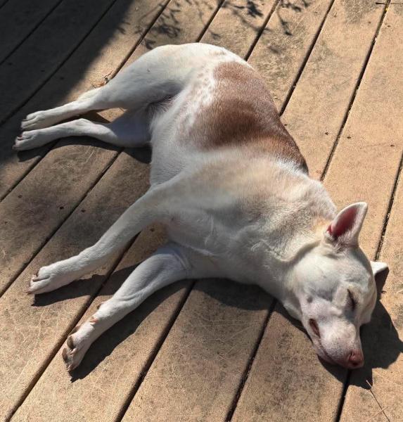 Enlarge Willow, a Adopted mixed breed in Colville , WA image 5/6