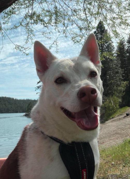 Enlarge Willow, a Adopted mixed breed in Colville , WA image 3/6