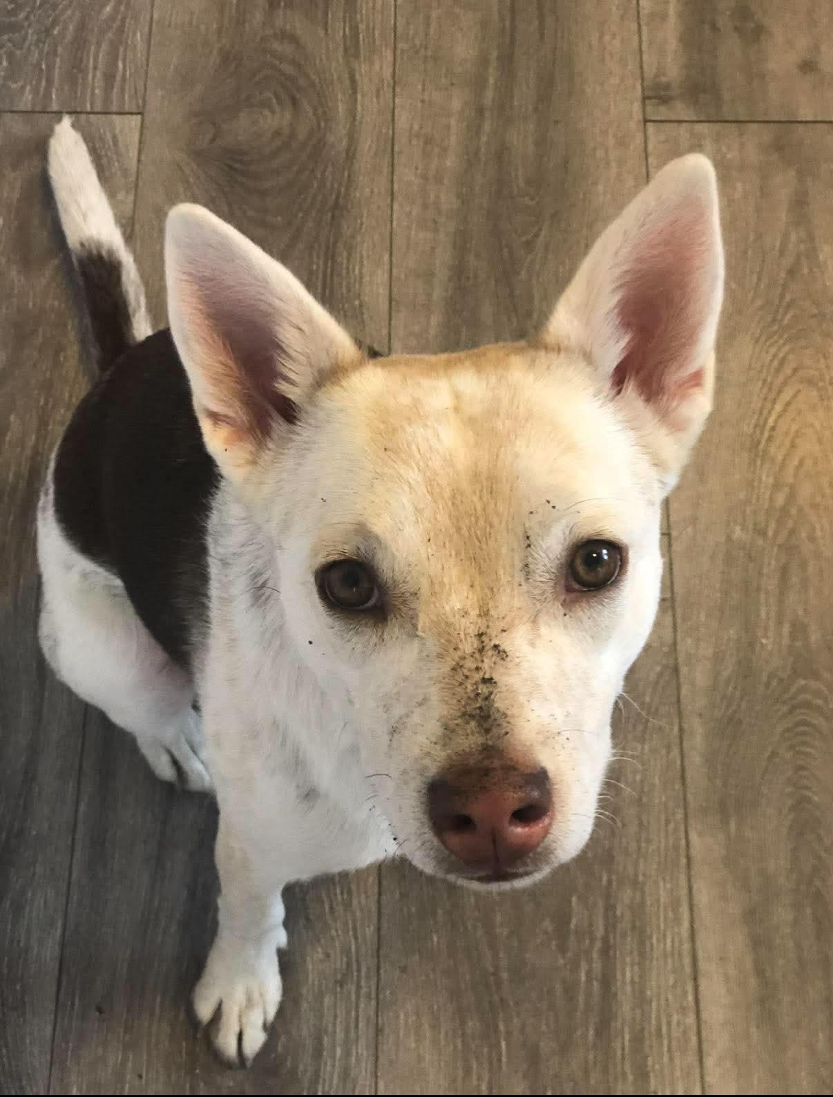 Willow, Adopted, Adult Female Australian Cattle Dog / Blue Heeler.
