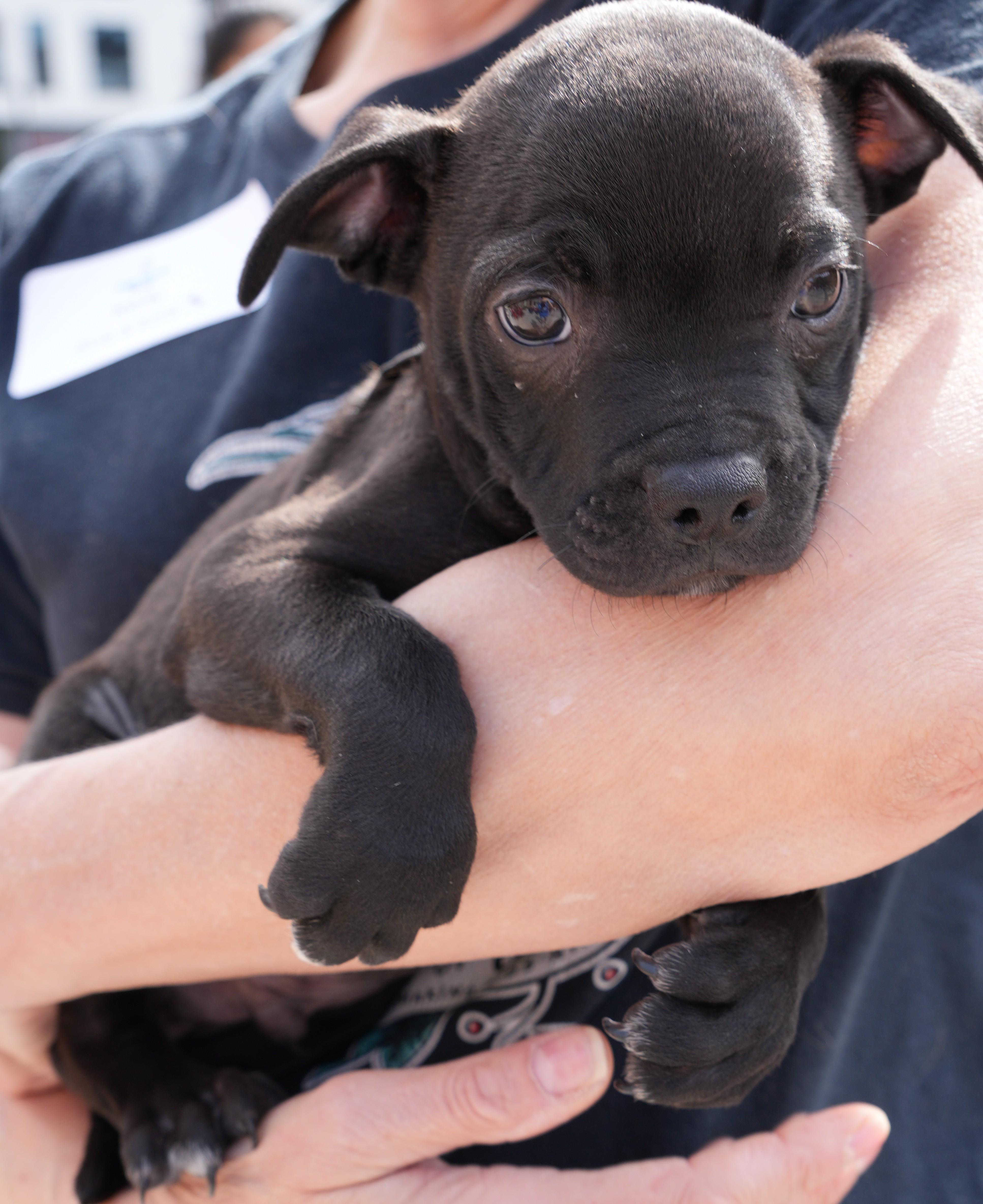 Enlarge Ezra, a Adoptable mixed breed in Minneapolis, MN image 2/5