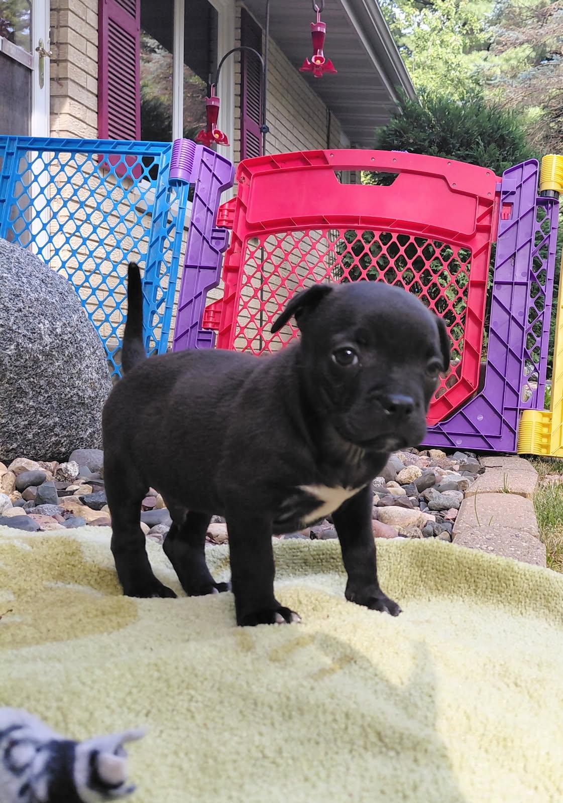 Ezra, an adoptable mixed breed in Minneapolis, MN image 3/3