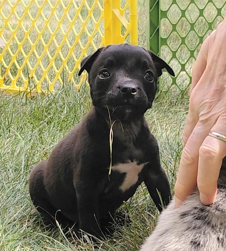 Ezra, adoptable, Puppy Male Pit Bull Terrier.