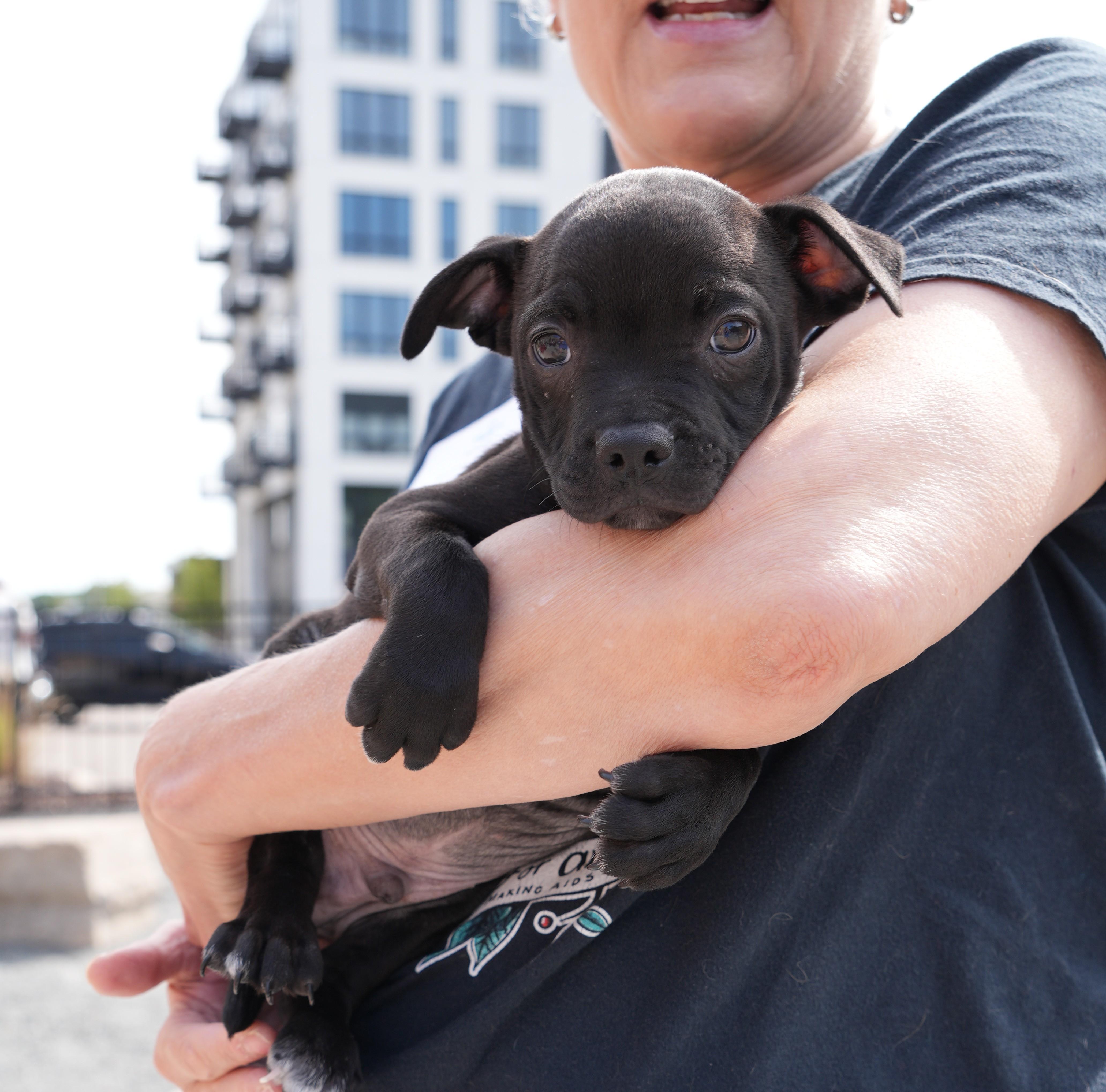 Ezra, Adoptable, Puppy Male Pit Bull Terrier.