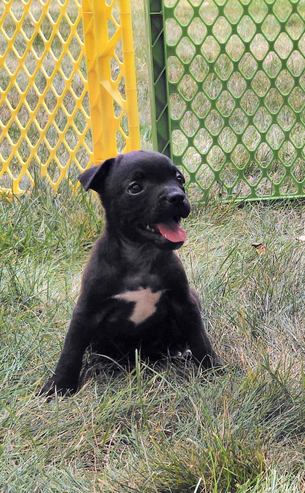 Ezra, an adoptable mixed breed in Minneapolis, MN image 2/3