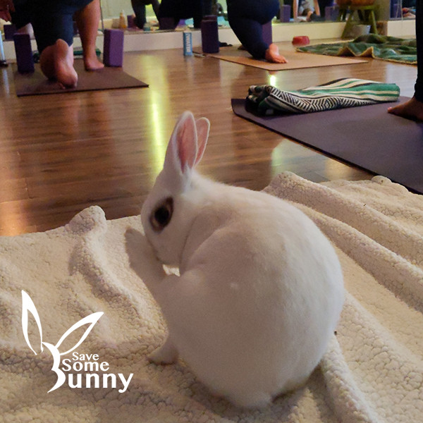 Hazel (and Elvira and Tabitha) photo 1
