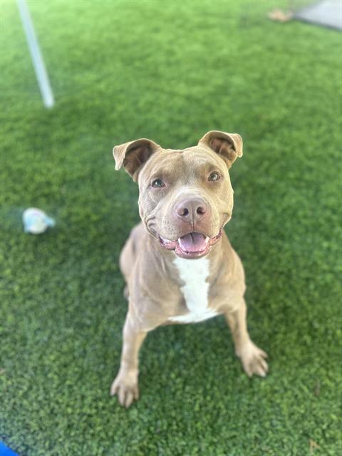 Enlarge ROWAN, a Adoptable Pit Bull Terrier in Chula Vista, CA image 1/1