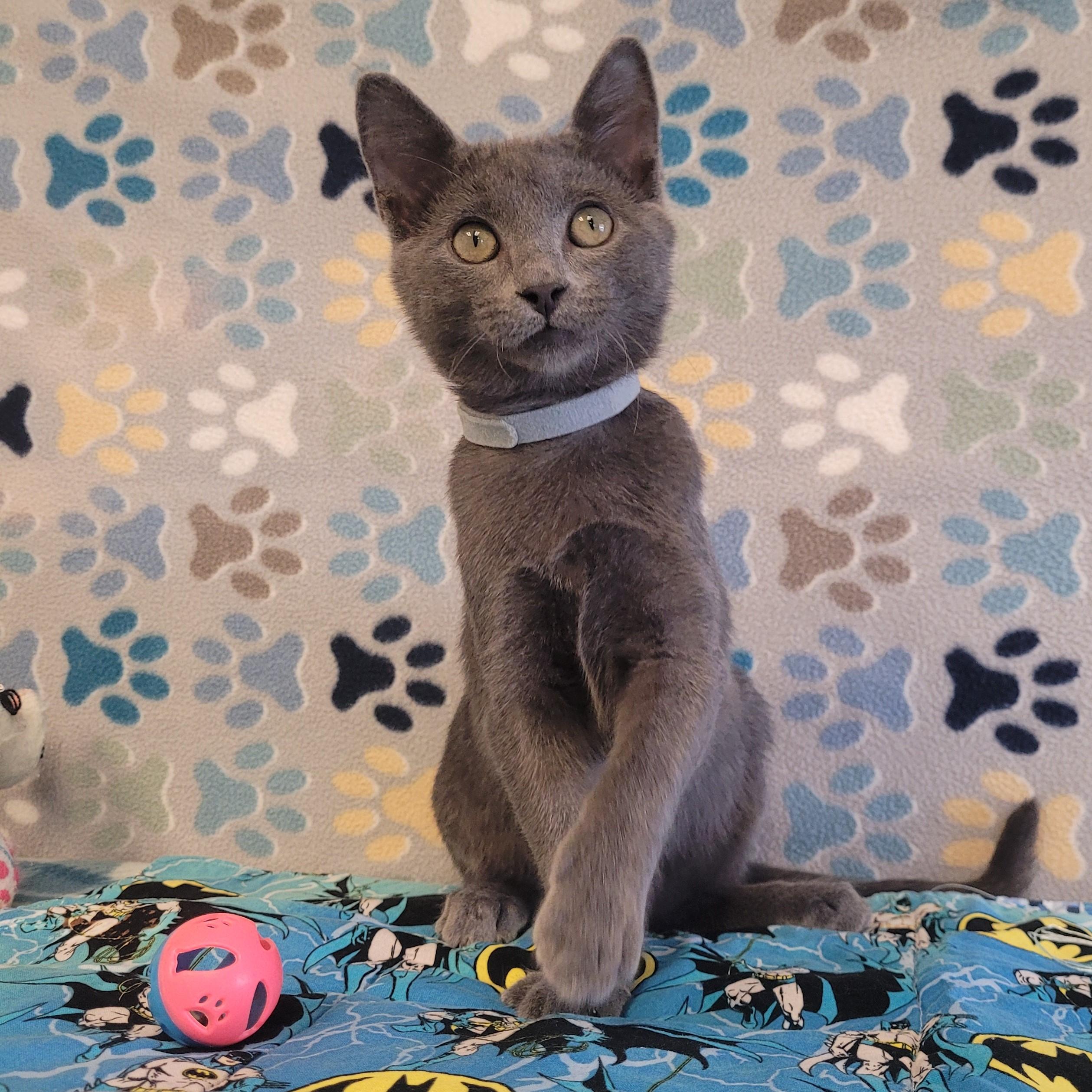 Chip, adopted, Young Male Domestic Short Hair & Russian Blue.