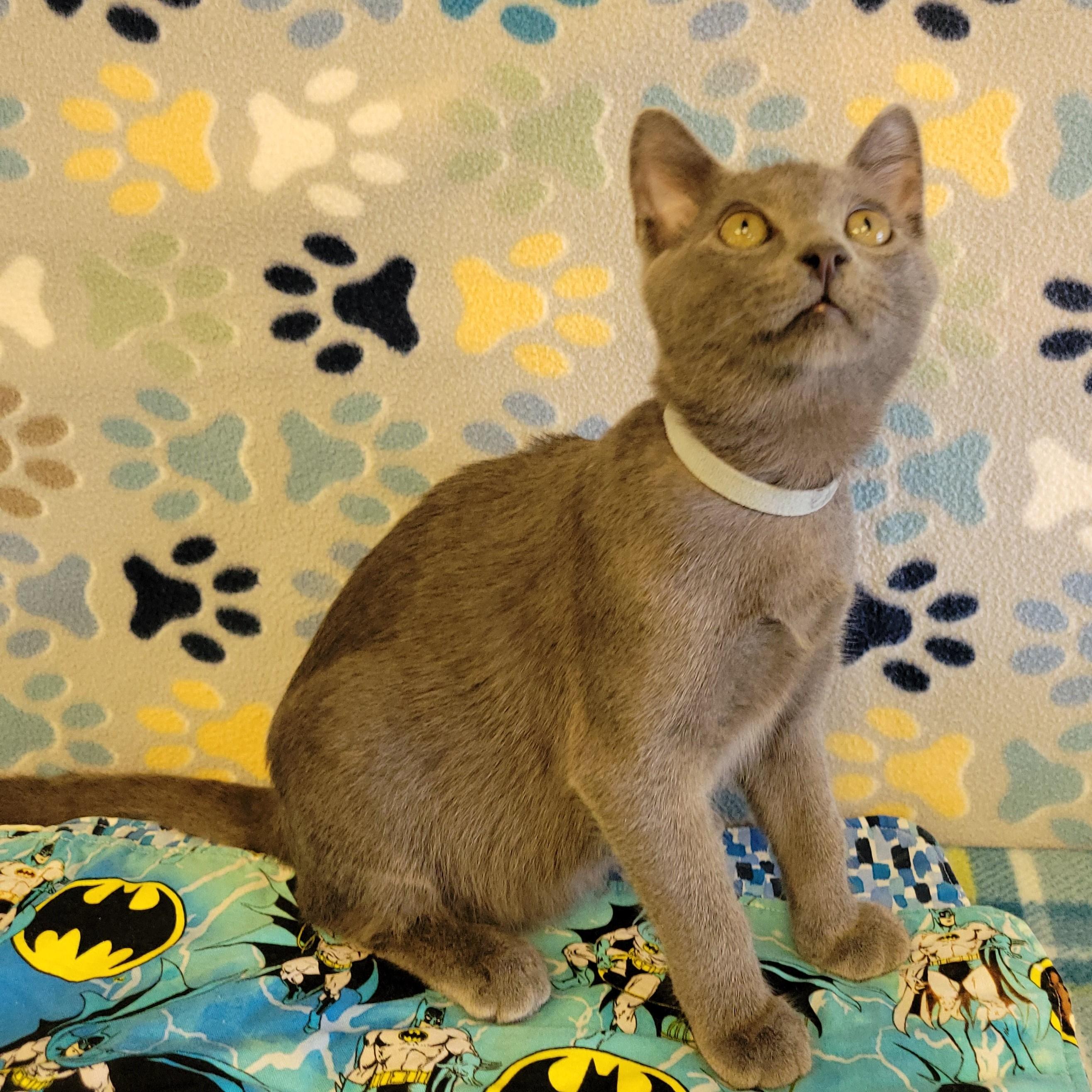 Enlarge Chip, an adopted mixed breed in ALPINE, TX image 3/6