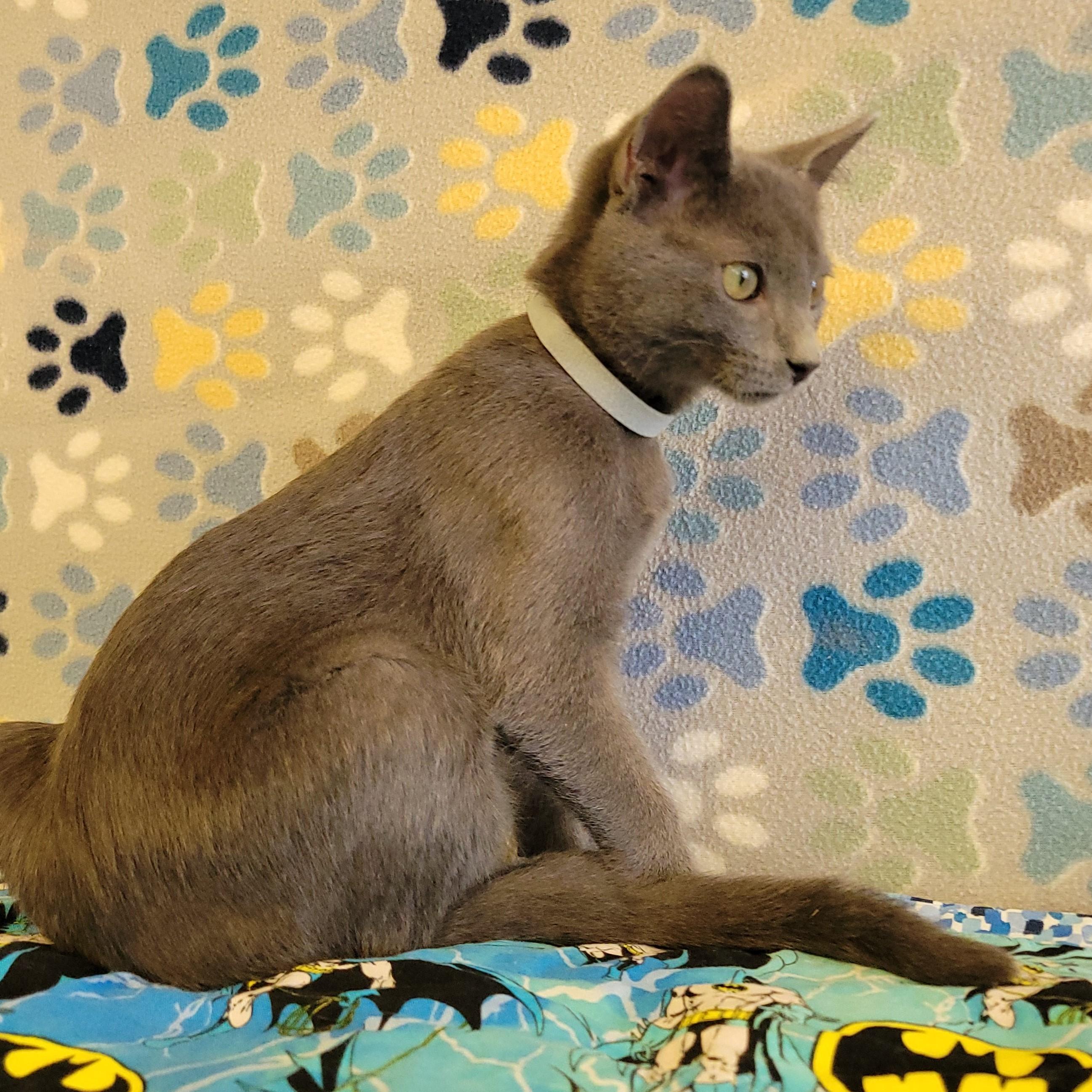 Enlarge Chip, an adopted mixed breed in ALPINE, TX image 6/6