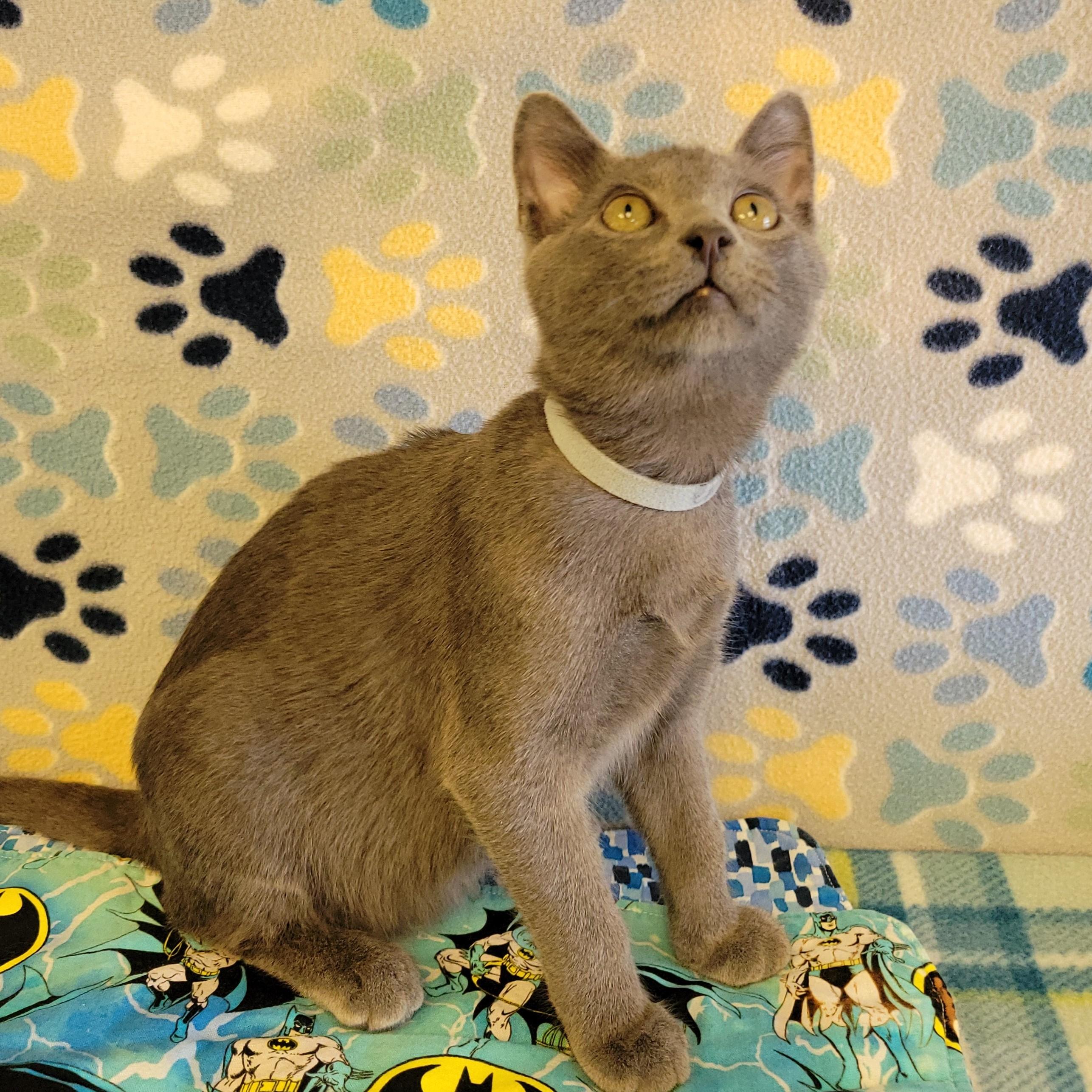 Enlarge Chip, an adopted mixed breed in ALPINE, TX image 4/6