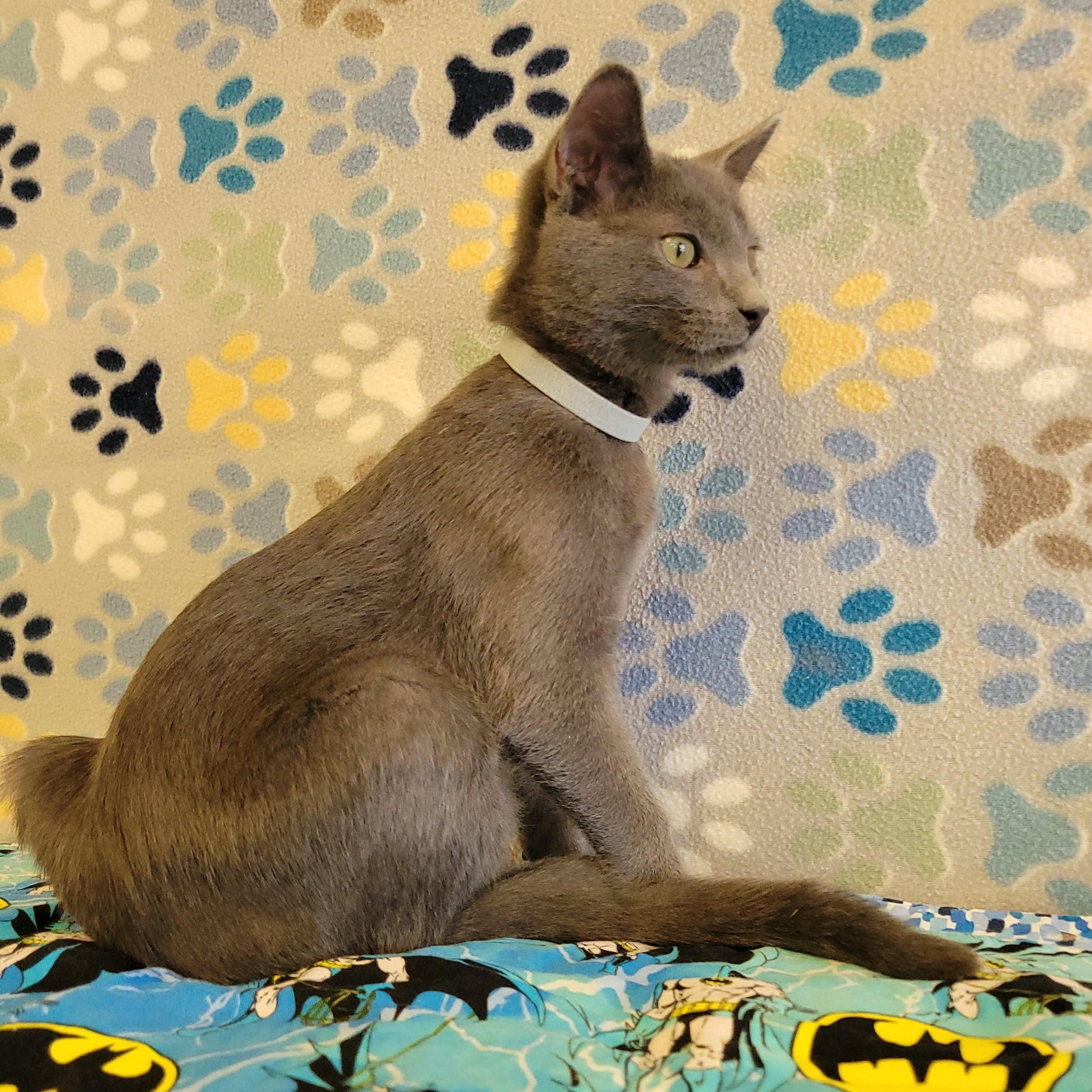 Enlarge Chip, an adopted mixed breed in ALPINE, TX image 5/6