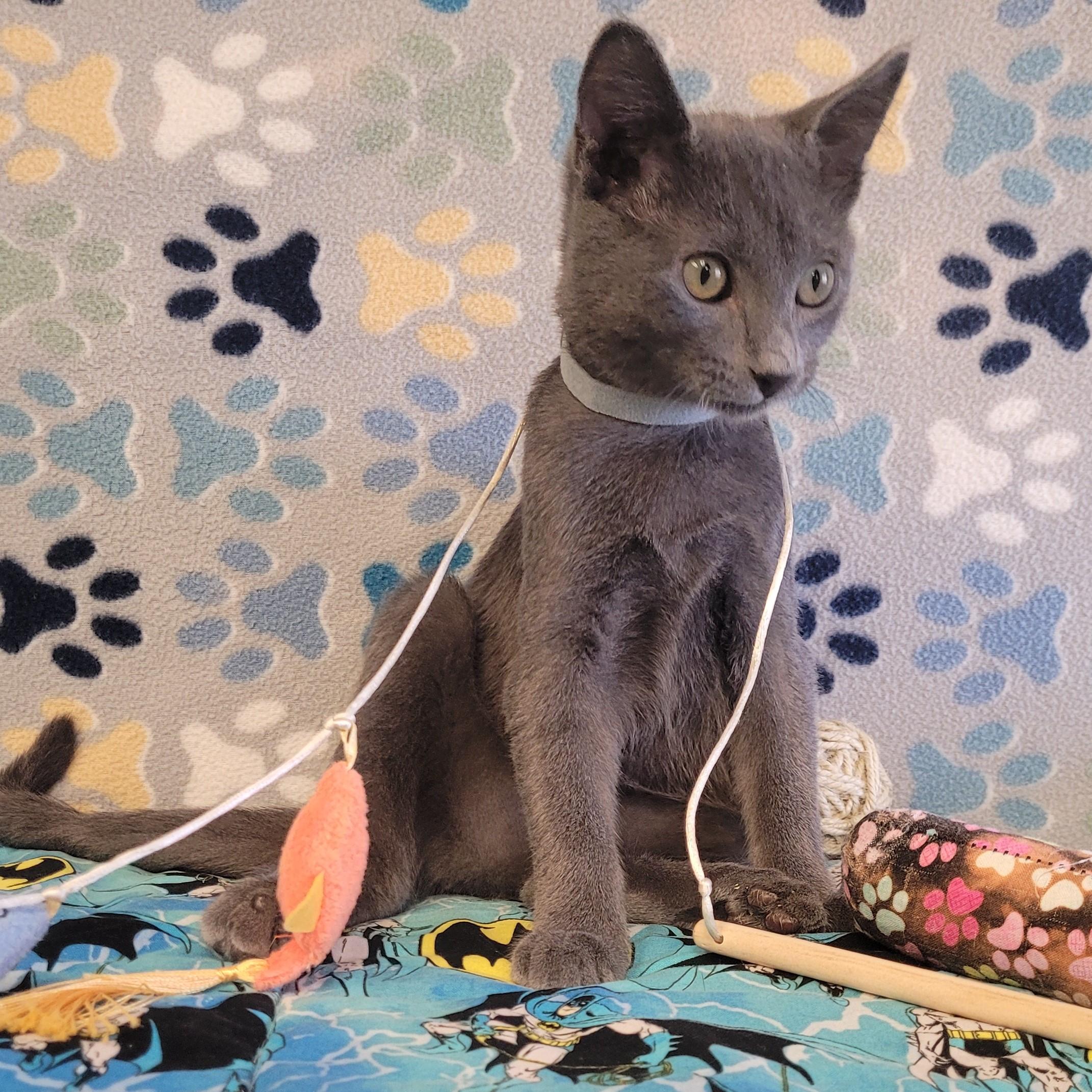 Enlarge Chip, an adopted mixed breed in ALPINE, TX image 2/6