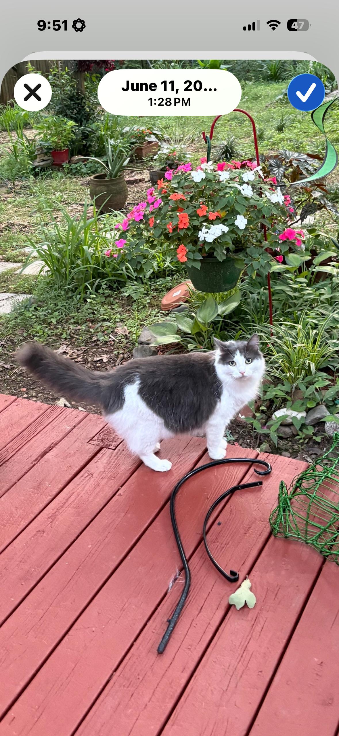 Luna Tuna, Adoptable, Adult Female Domestic Long Hair.