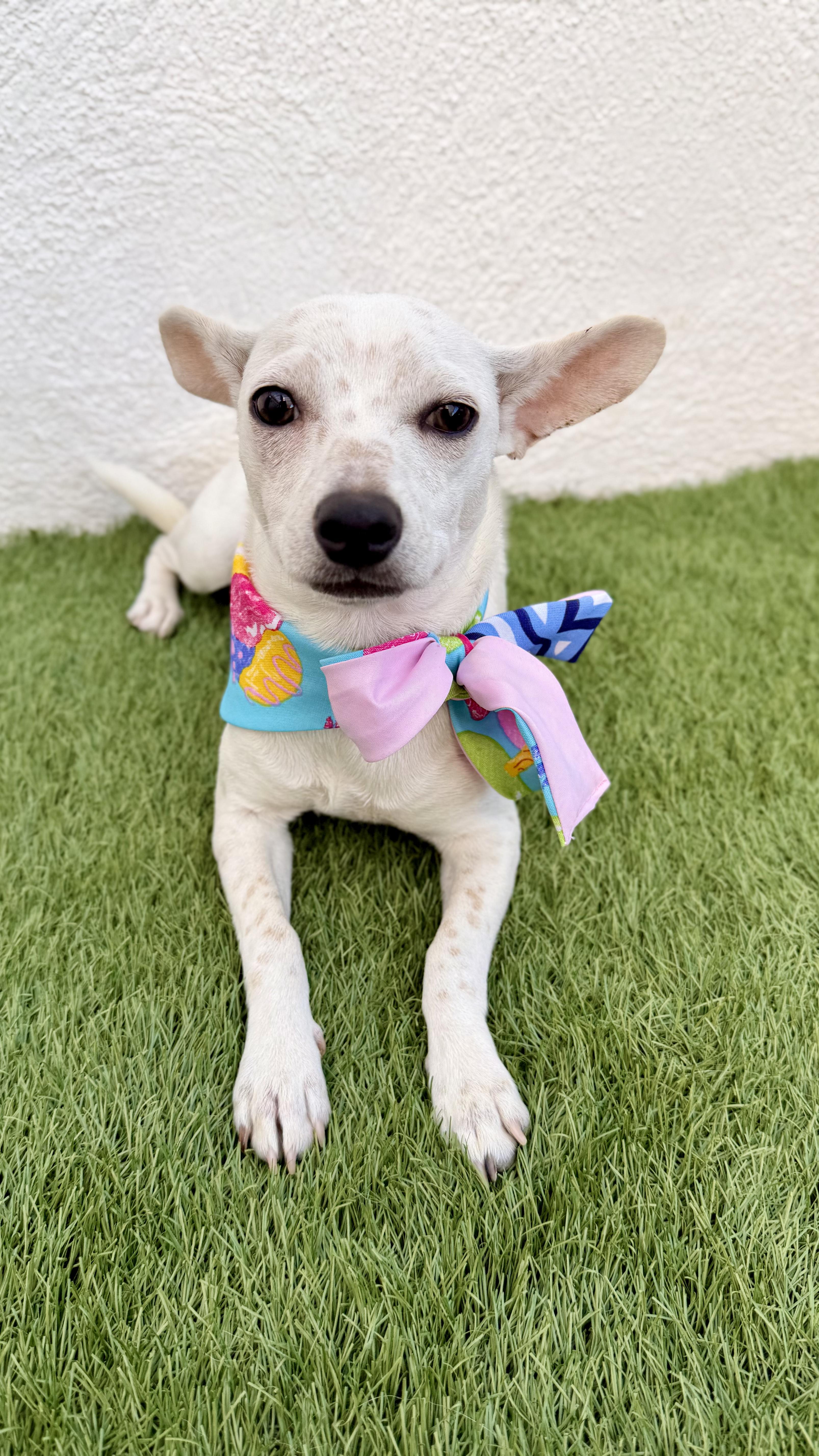 CHANEL, Adoptable, Puppy Female Chihuahua.