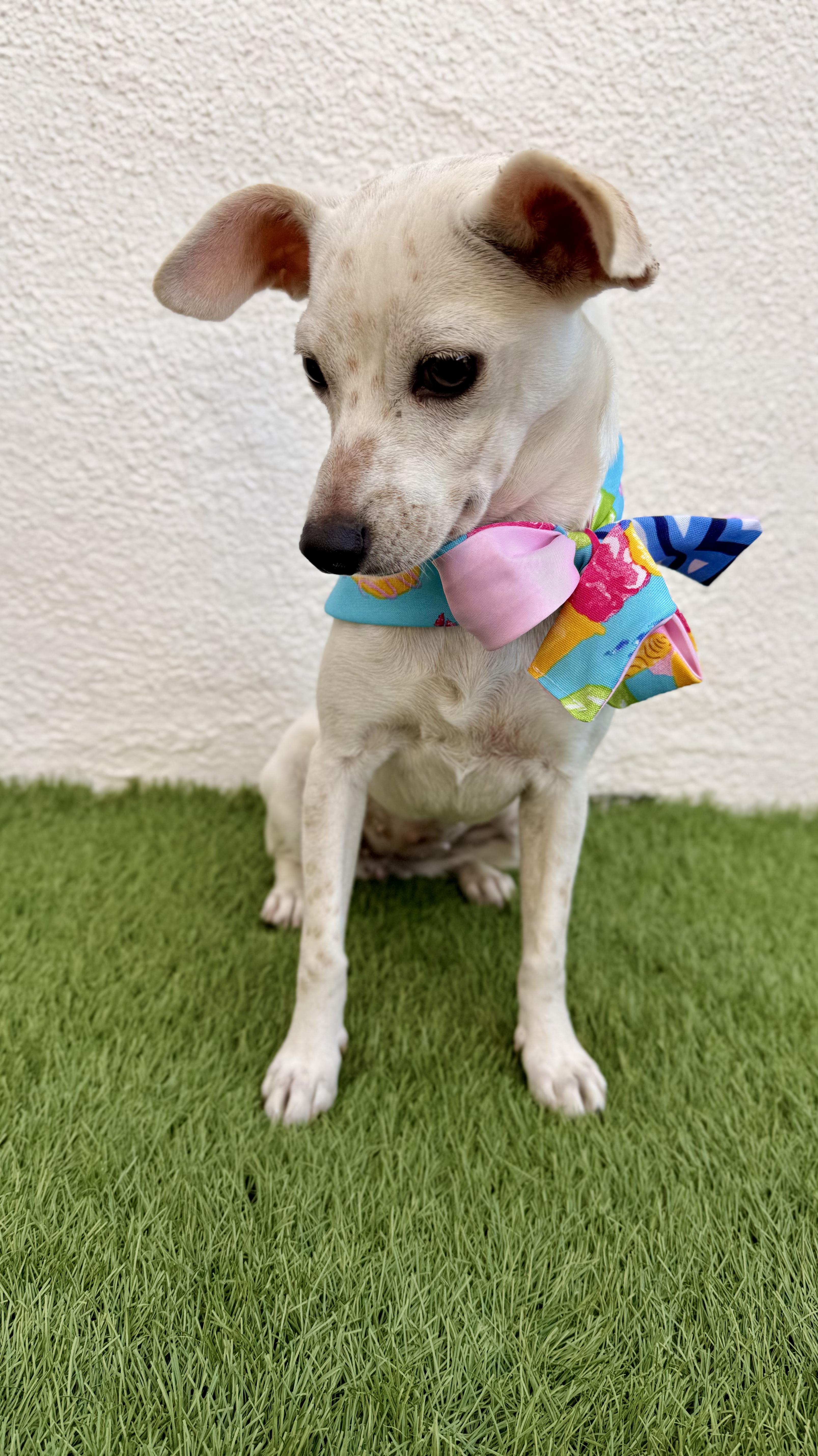 Enlarge CHANEL, a Adoptable Chihuahua in San Diego, CA image 3/6