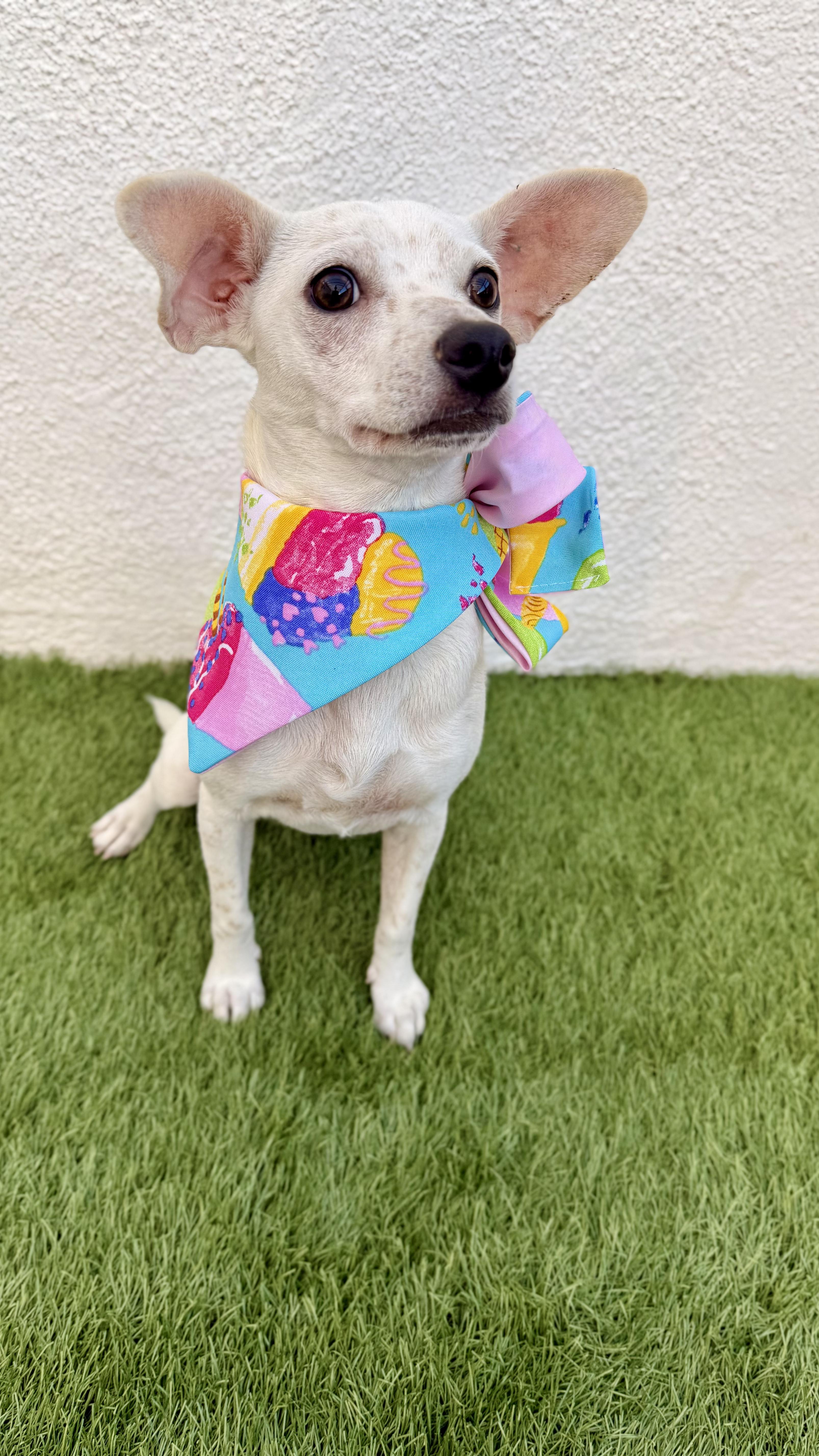 Enlarge CHANEL, a Adoptable Chihuahua in San Diego, CA image 2/6