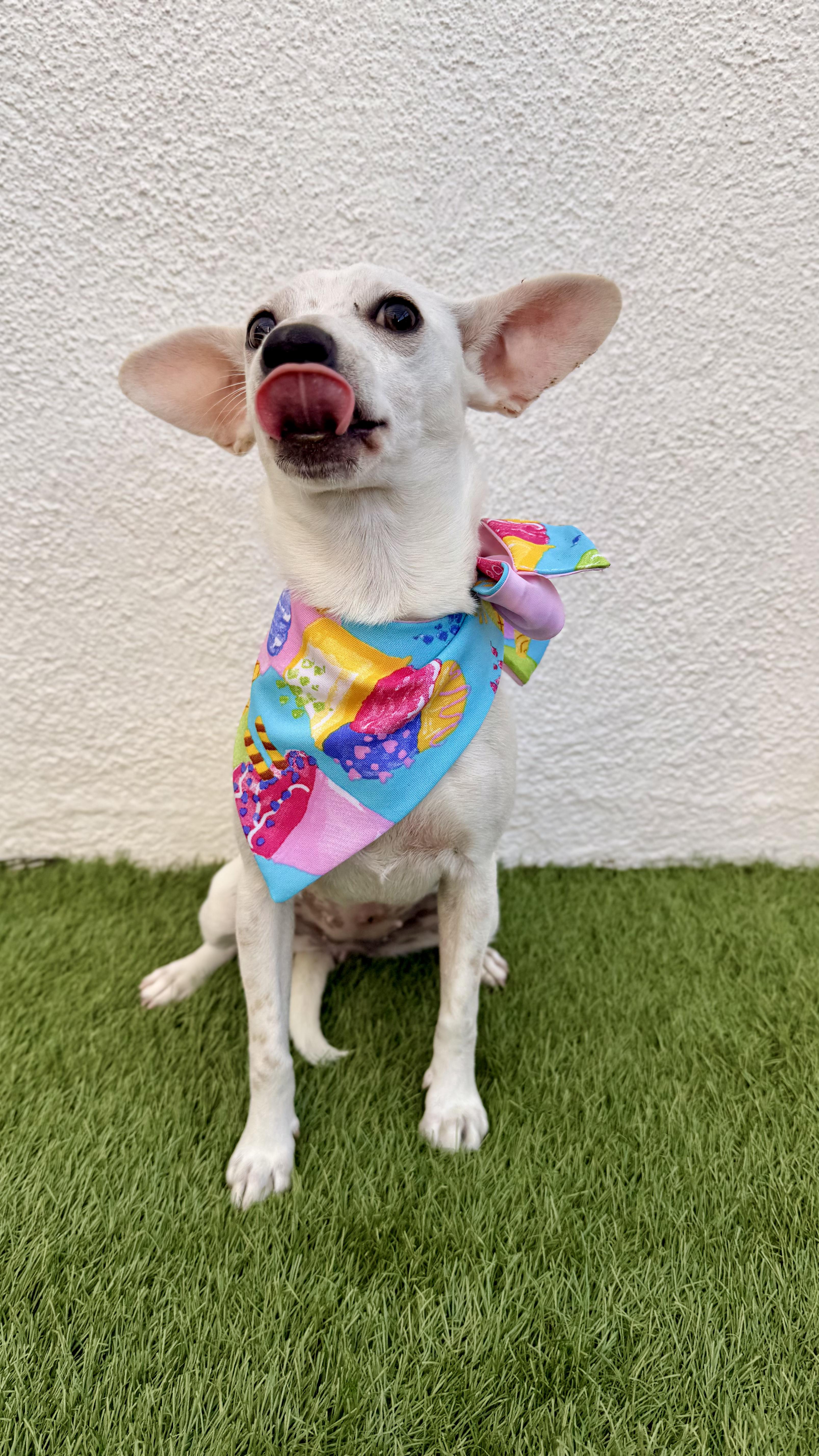 Enlarge CHANEL, a Adoptable Chihuahua in San Diego, CA image 5/6