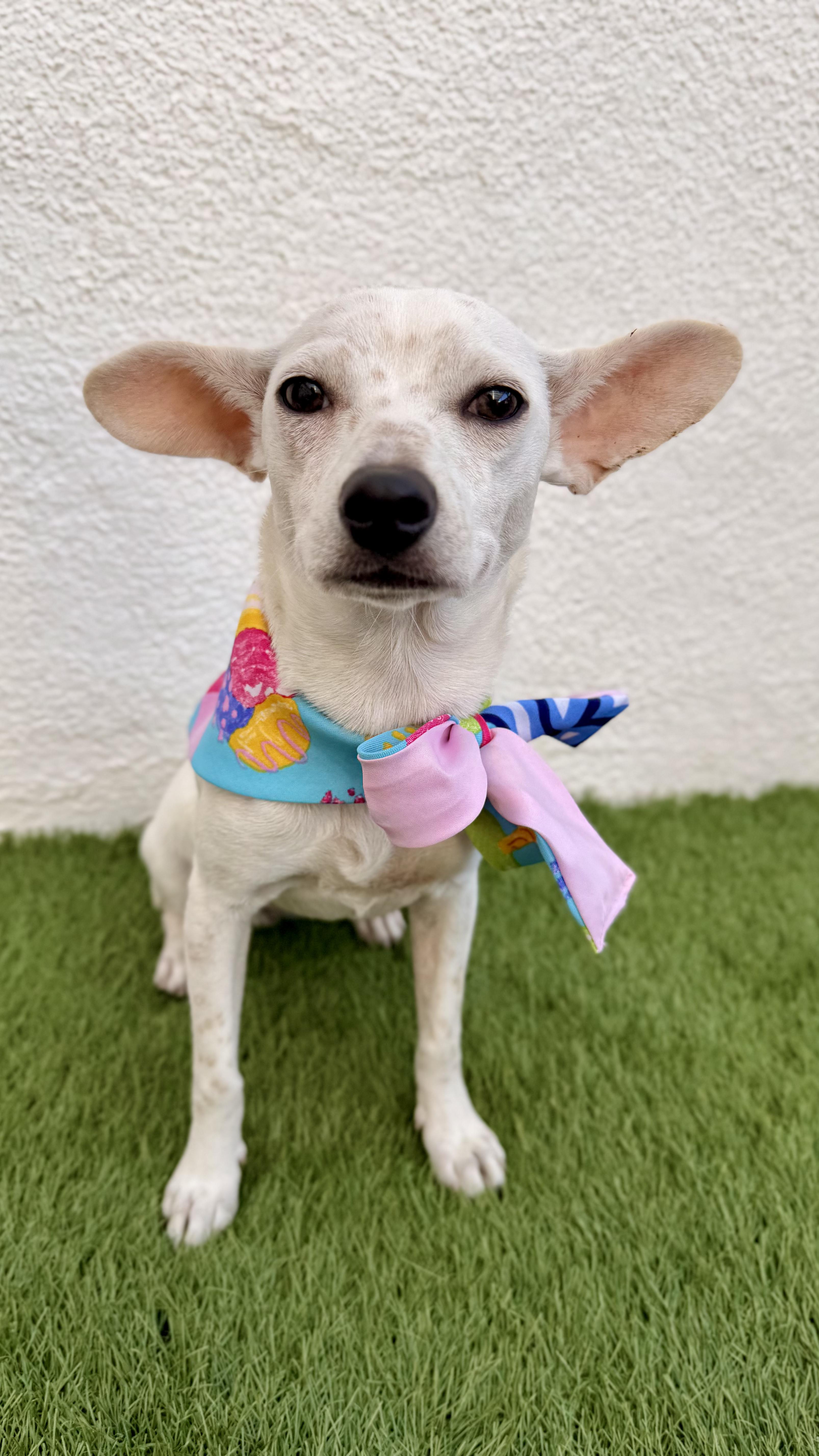 Enlarge CHANEL, a Adoptable Chihuahua in San Diego, CA image 4/6