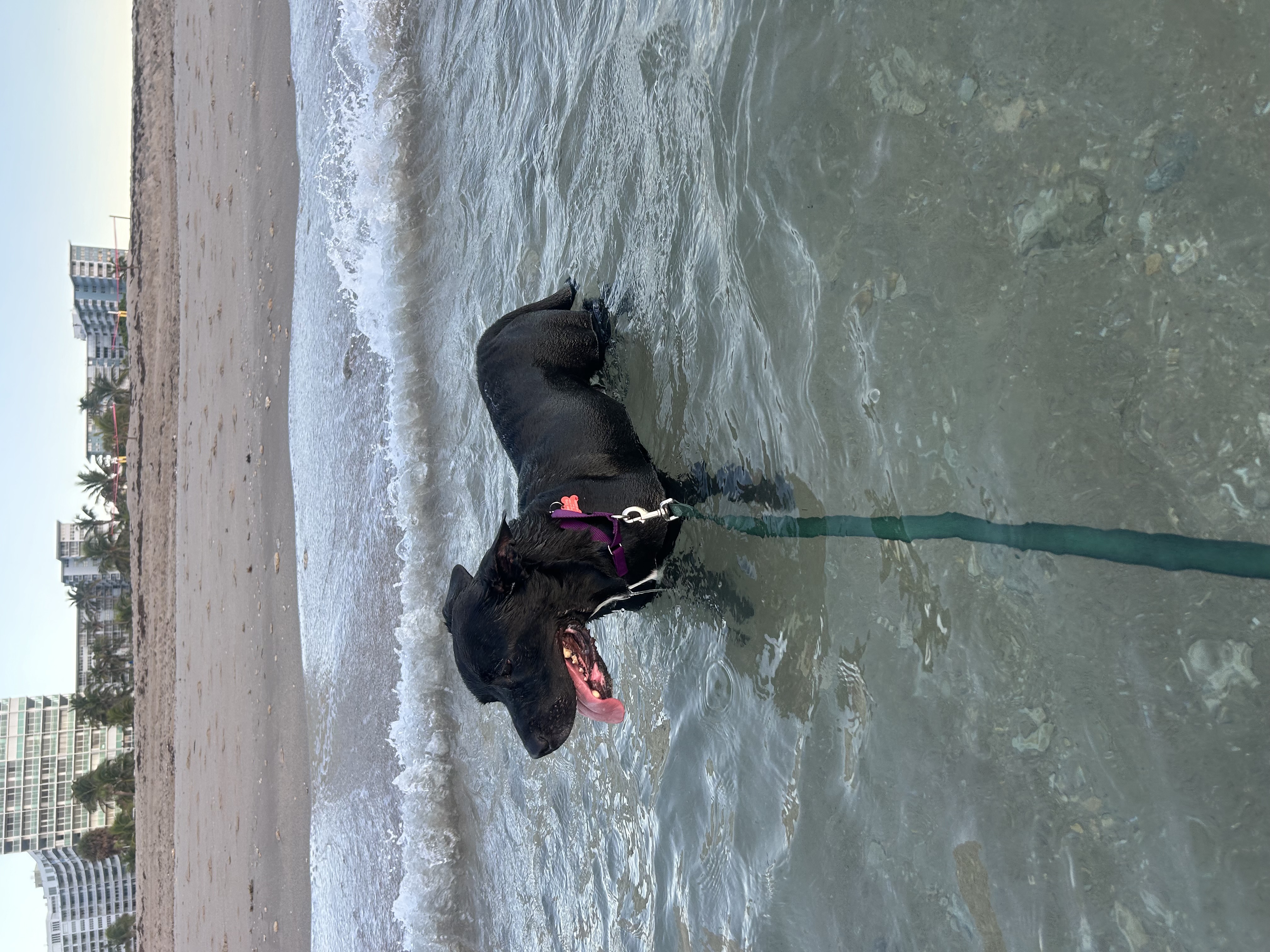 Archer, a Adoptable German Shepherd Dog in Fort Lauderdale, FL image 1/9