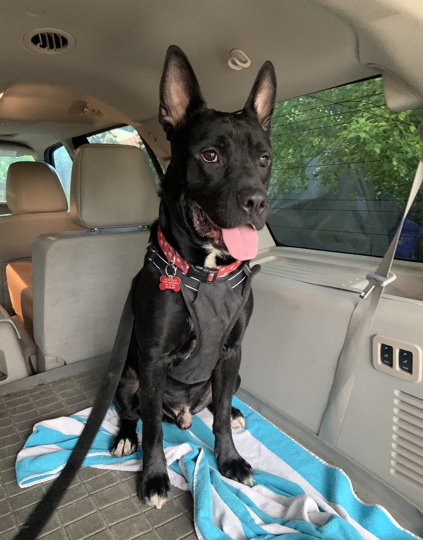 Archer, a Adoptable German Shepherd Dog in Fort Lauderdale, FL image 2/9