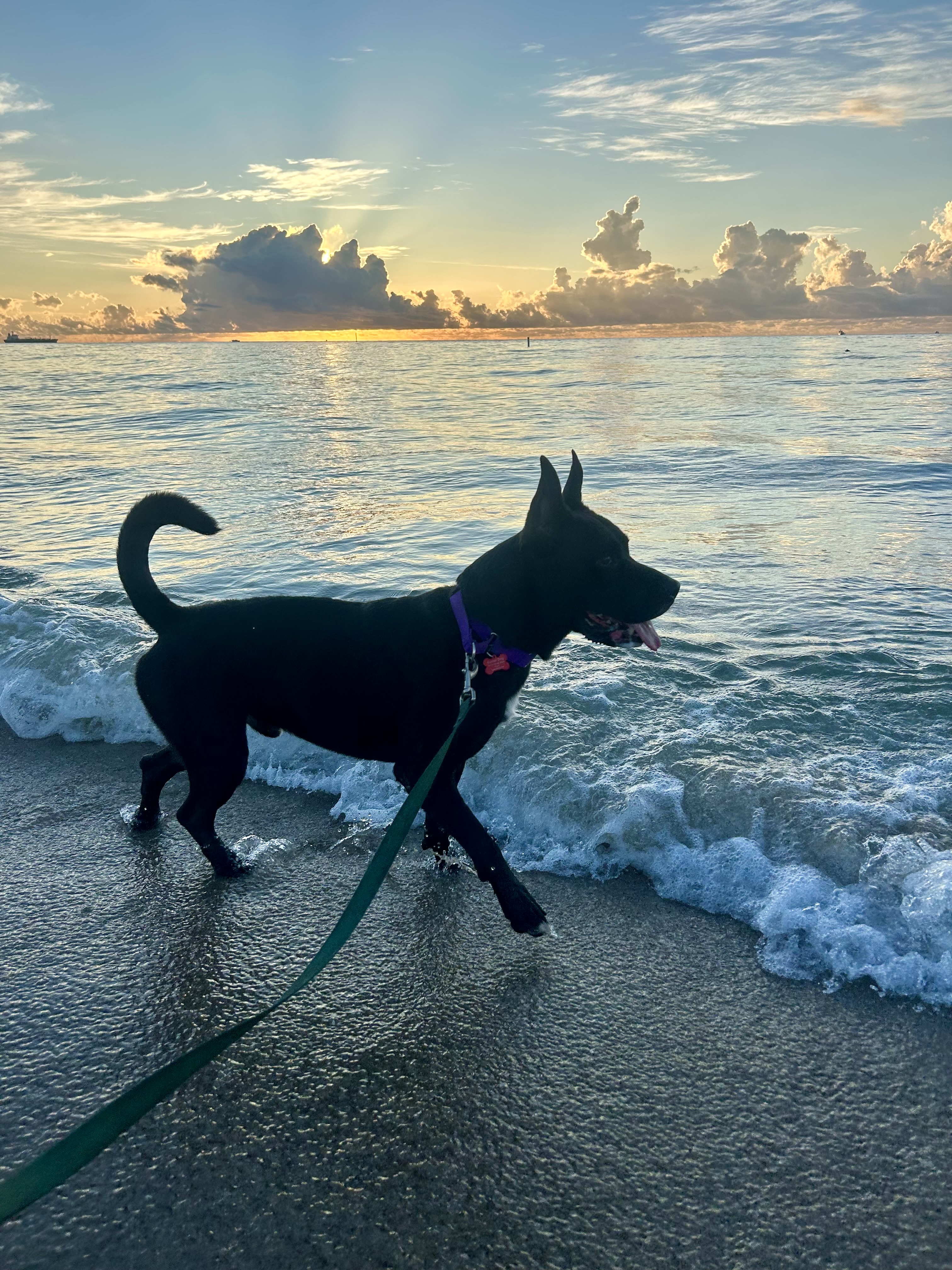 Archer, a Adoptable German Shepherd Dog in Fort Lauderdale, FL image 3/9