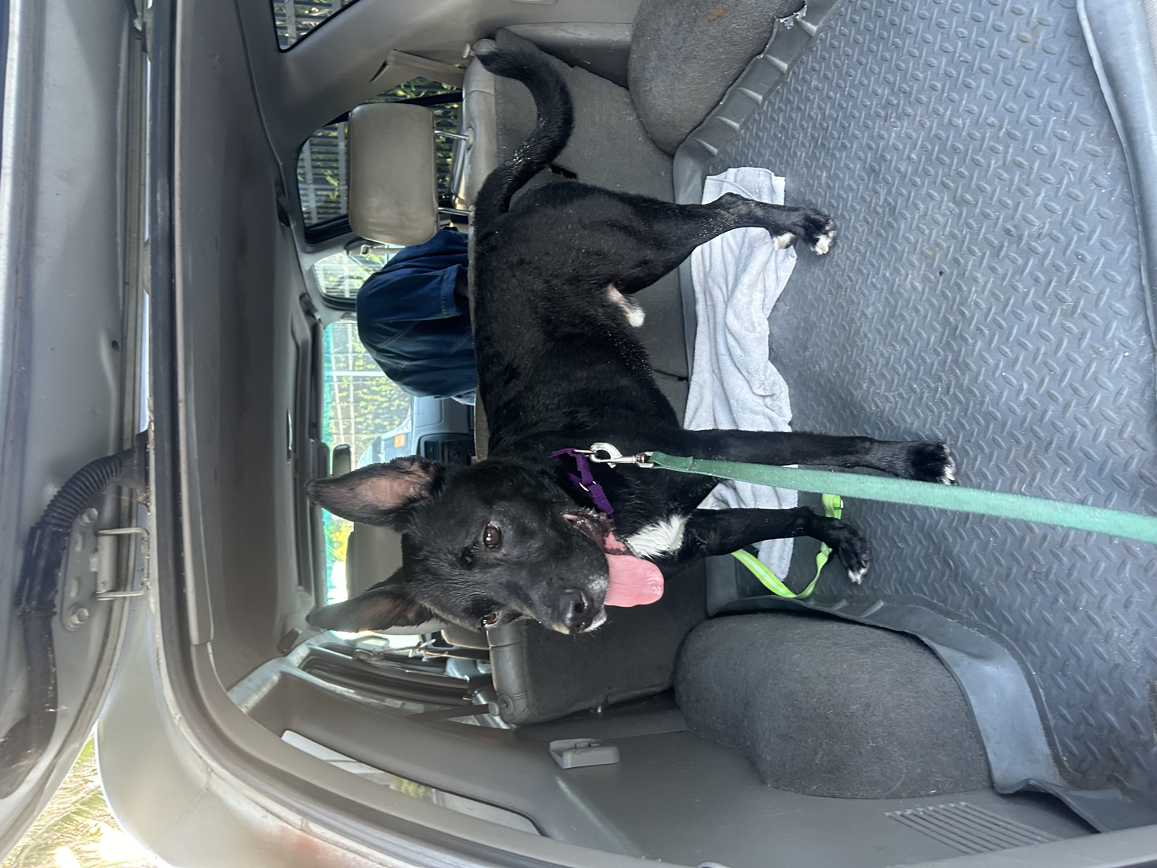 Archer, a Adoptable German Shepherd Dog in Fort Lauderdale, FL image 4/9