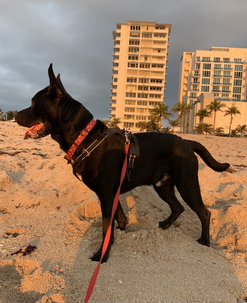 Archer, a Adoptable German Shepherd Dog in Fort Lauderdale, FL image 5/9